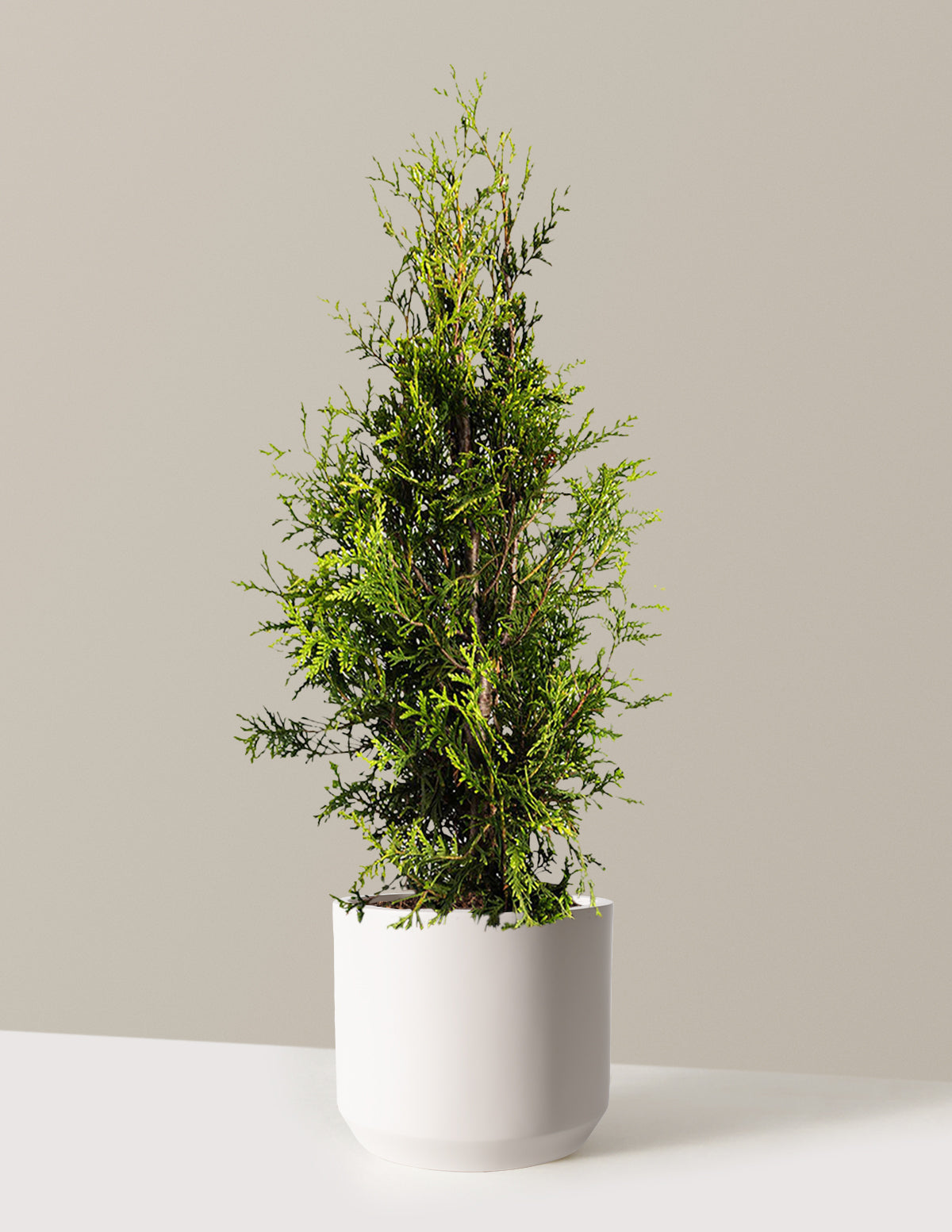 Thuja Green Giant (Dev Mazı)