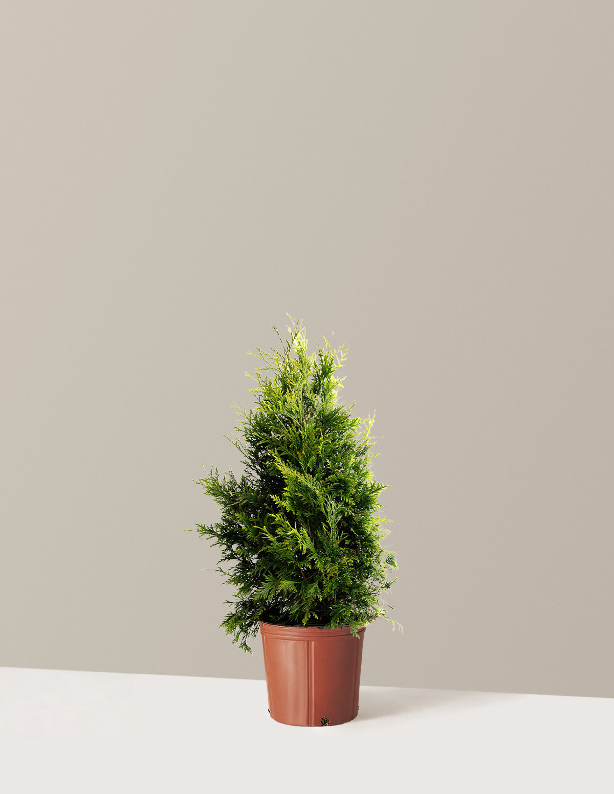 Thuja Green Giant (Dev Mazı)