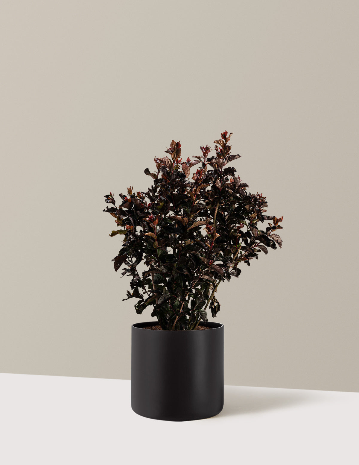 Thunderstruck™ Rumblin' Red™ Oya Ağacı (Crapemyrtle)