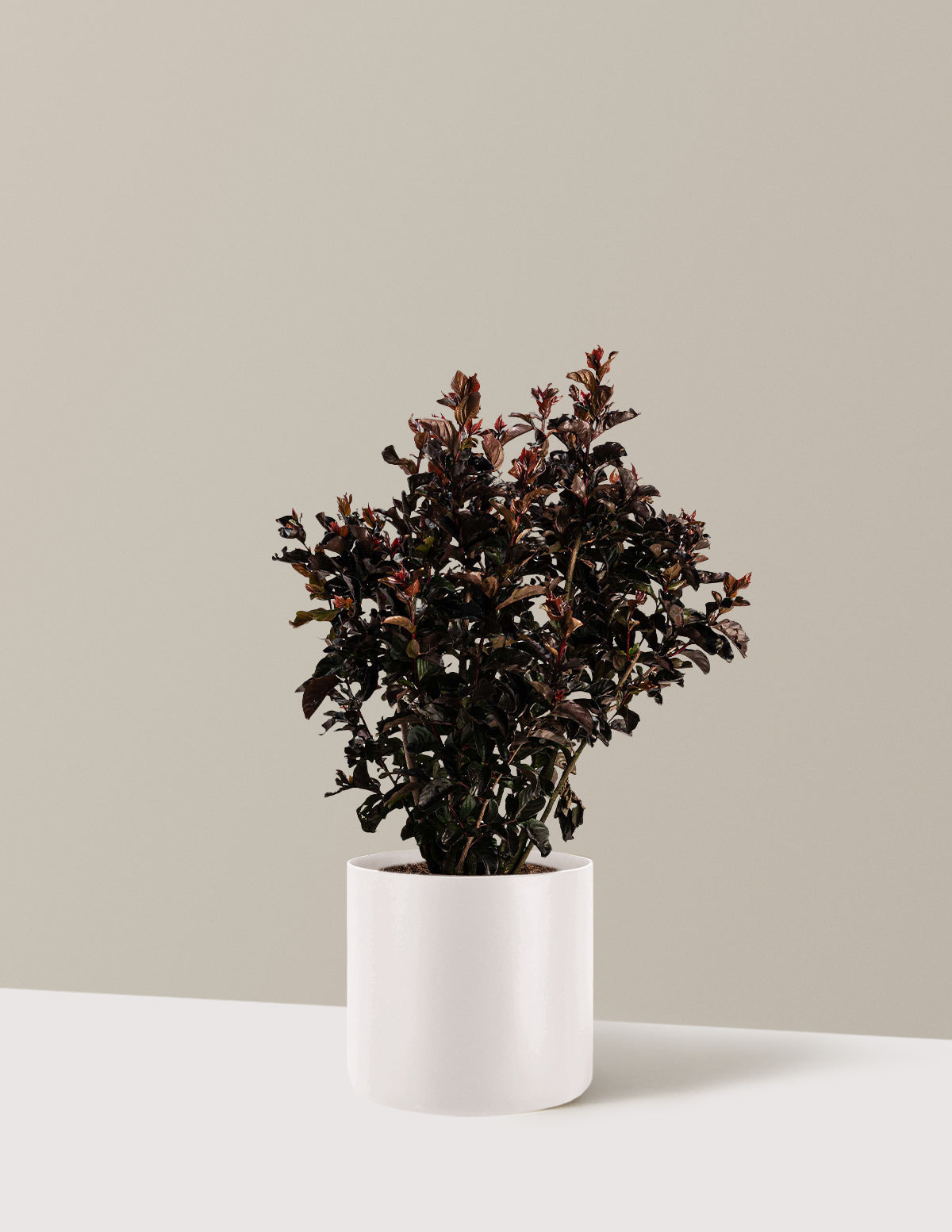 Thunderstruck™ Rumblin' Red™ Oya Ağacı (Crapemyrtle)