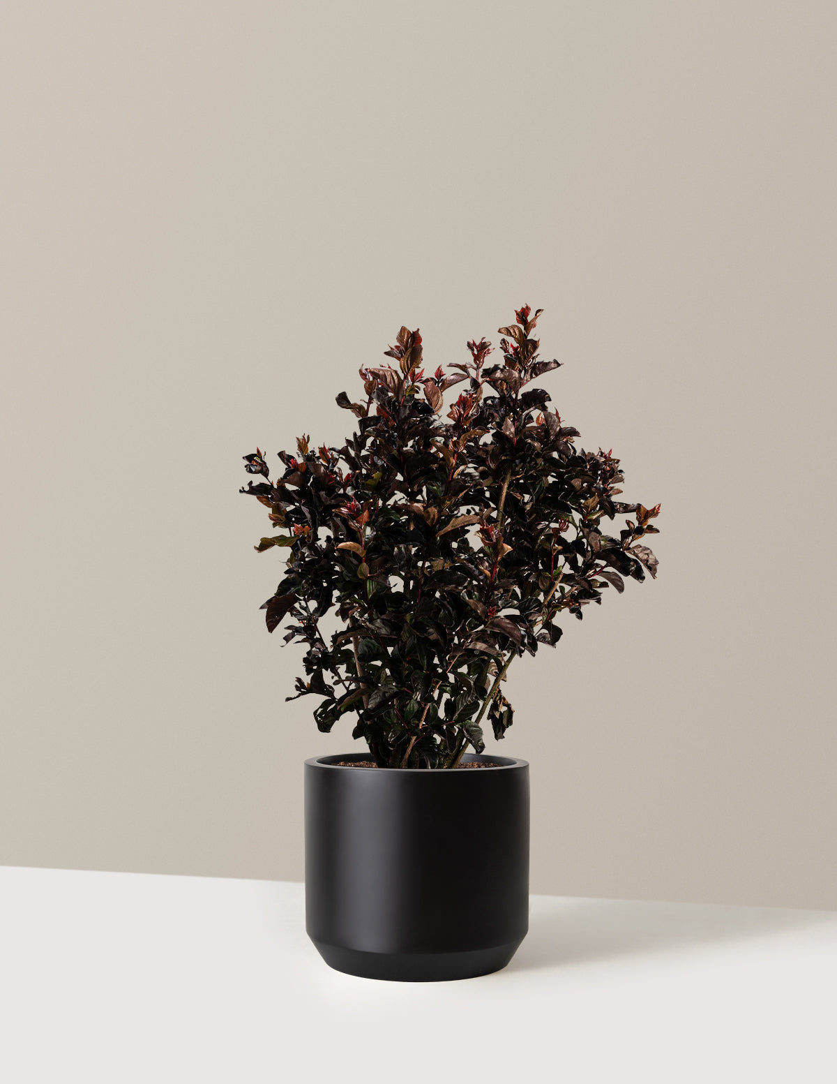 Thunderstruck™ Rumblin' Red™ Oya Ağacı (Crapemyrtle)
