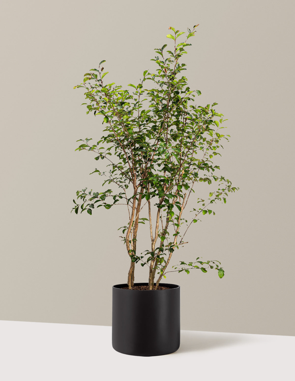 Tuscarora Crapemyrtle (Oya Ağacı)