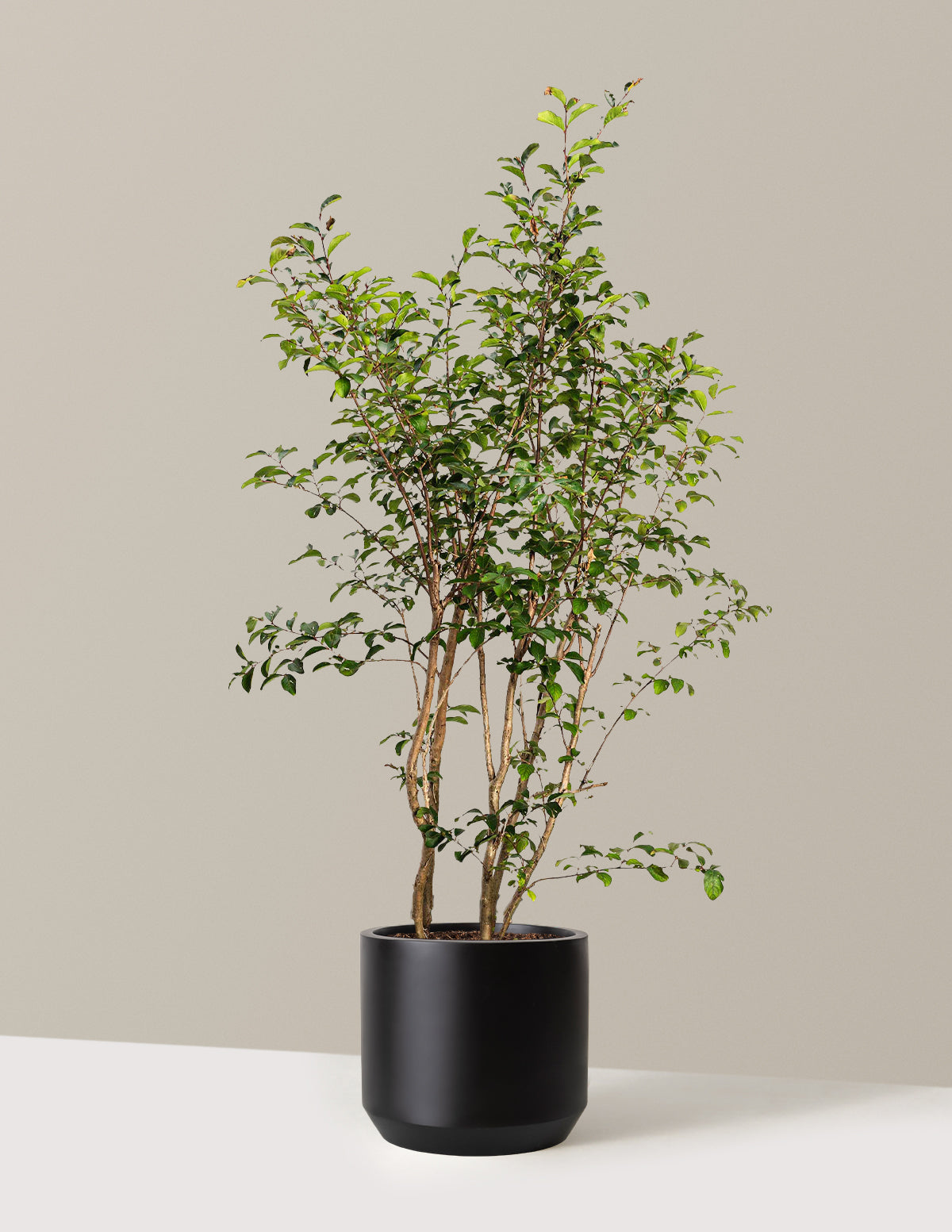 Tuscarora Crapemyrtle (Oya Ağacı)