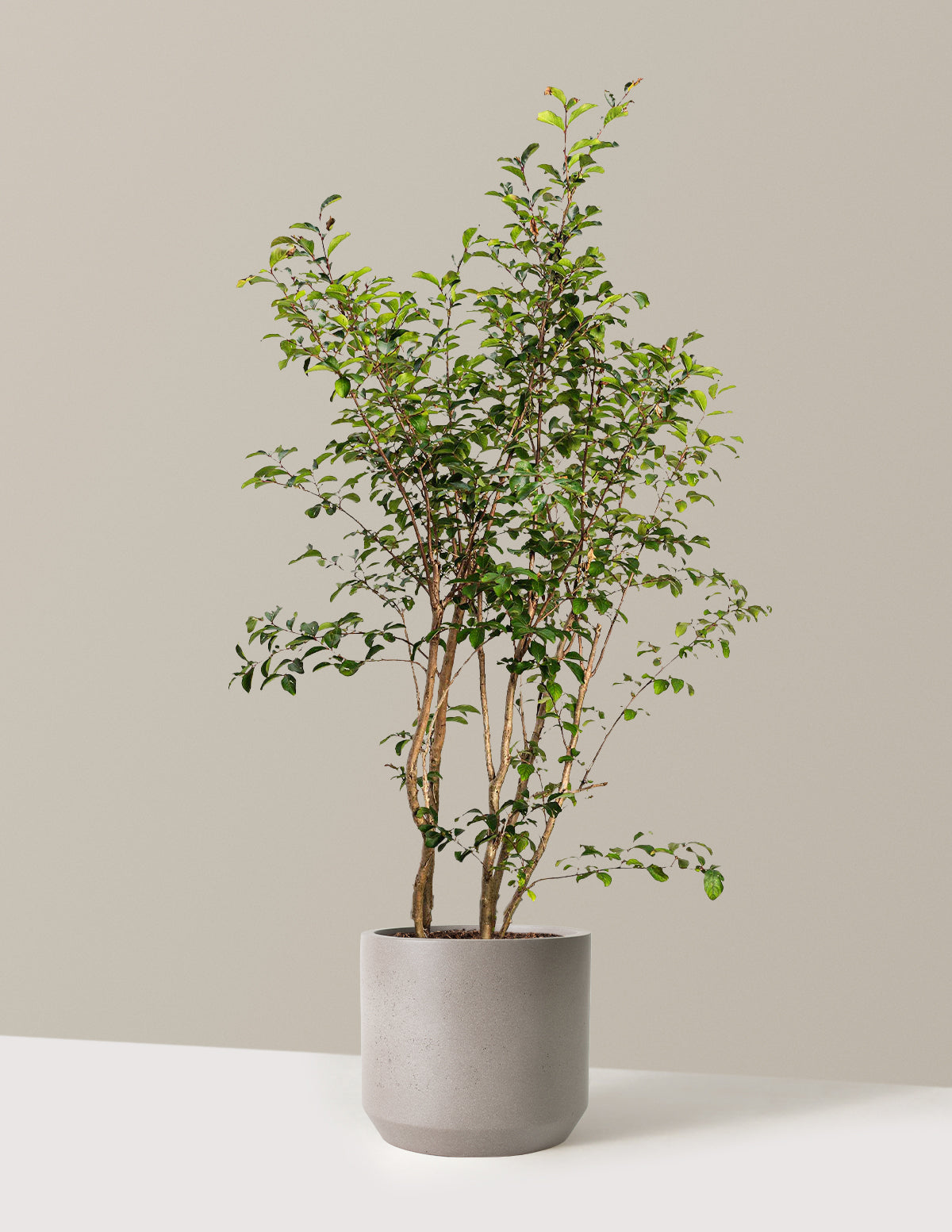 Tuscarora Crapemyrtle (Oya Ağacı)