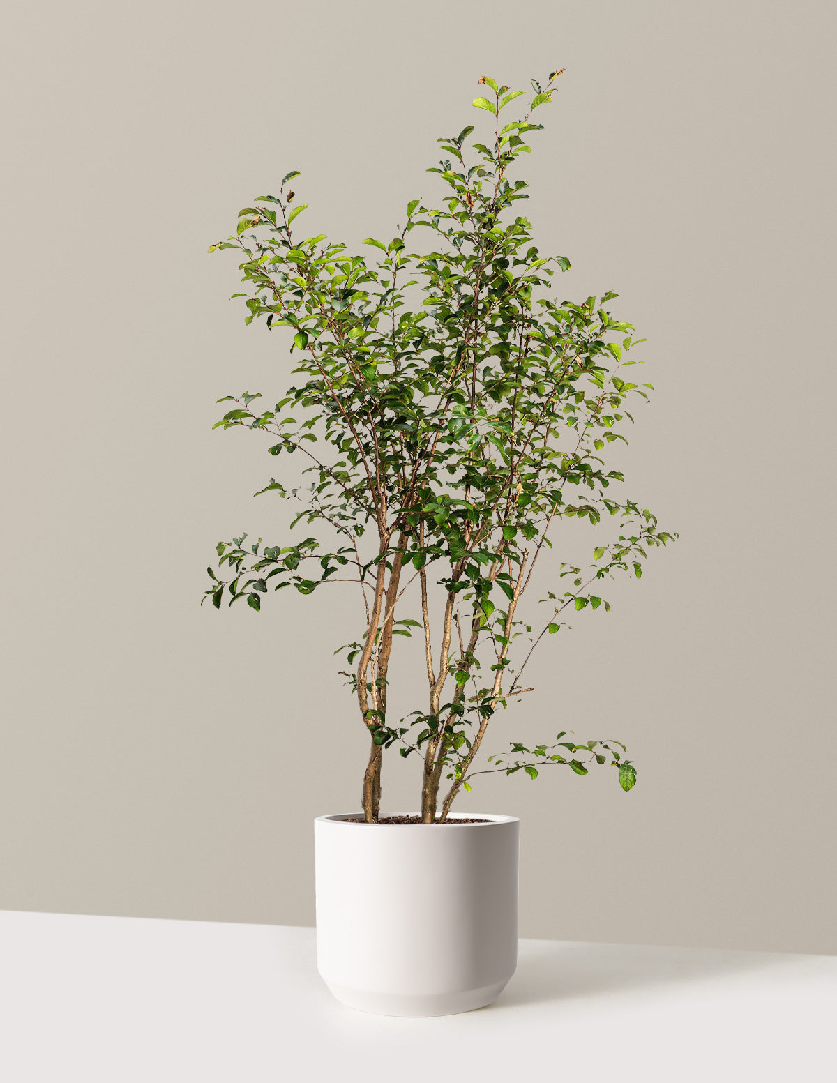 Tuscarora Crapemyrtle (Oya Ağacı)