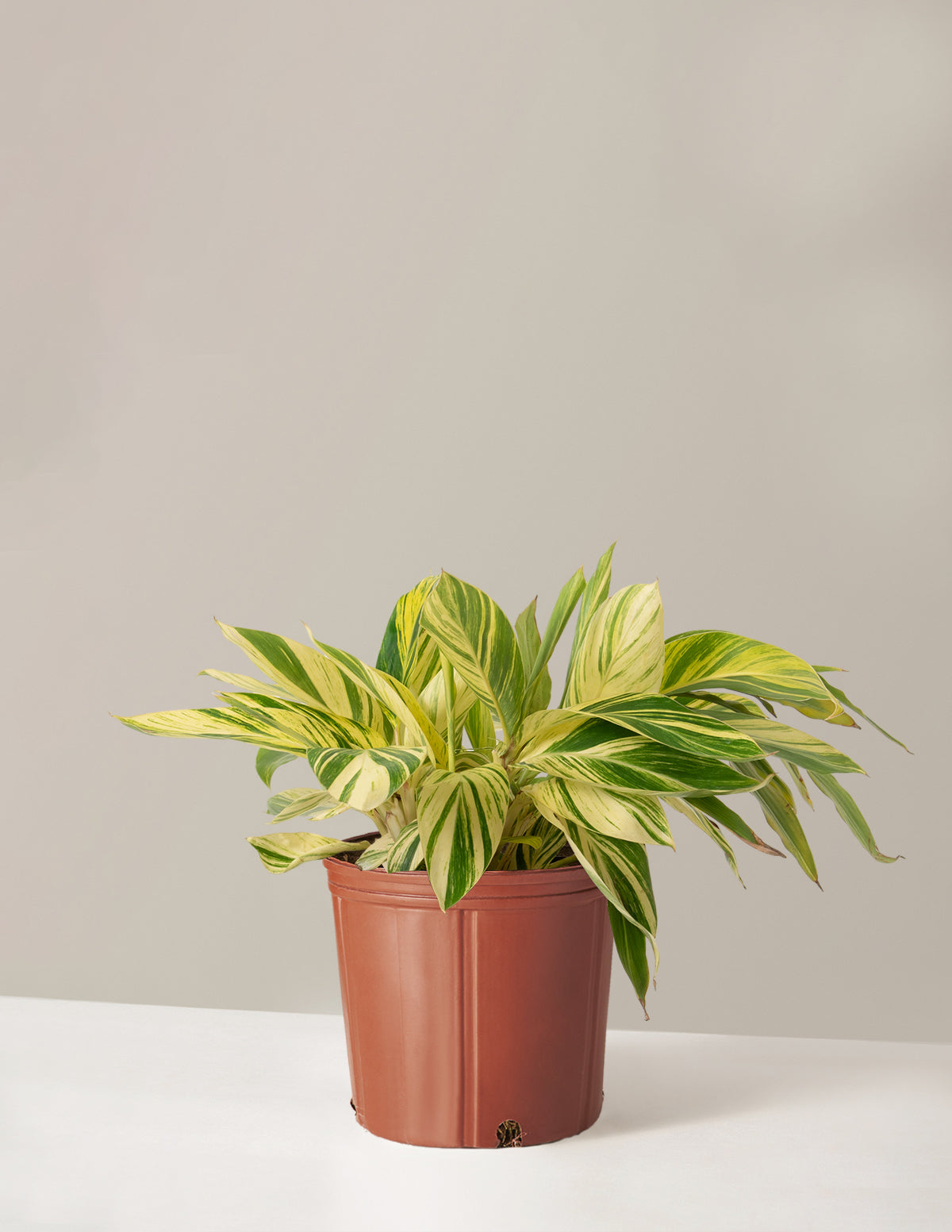 Alacalı Zencefil (Large Variegated Ginger)
