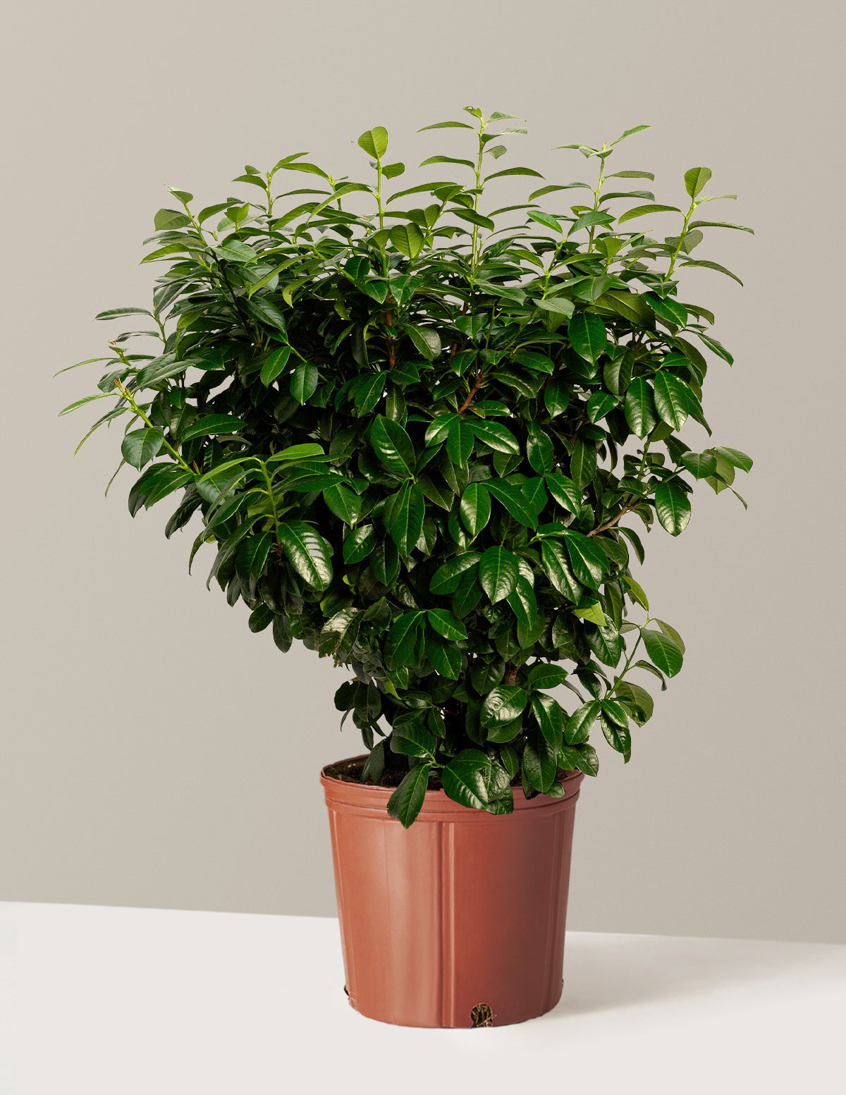 Volcano Karayemiş (Cherry Laurel)