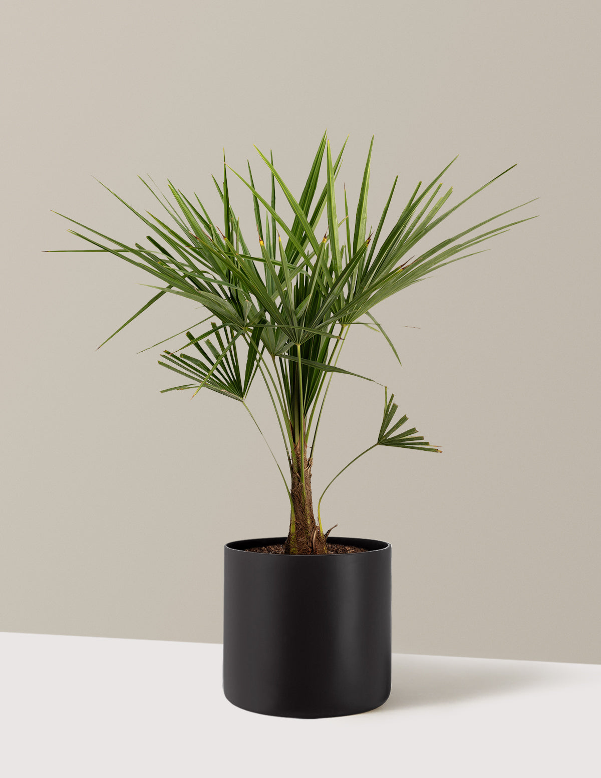 Yel Değirmeni Palmiyesi (Trachycarpus fortunei)