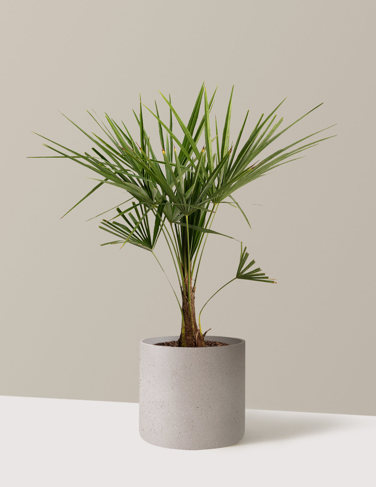 Yel Değirmeni Palmiyesi (Trachycarpus fortunei)