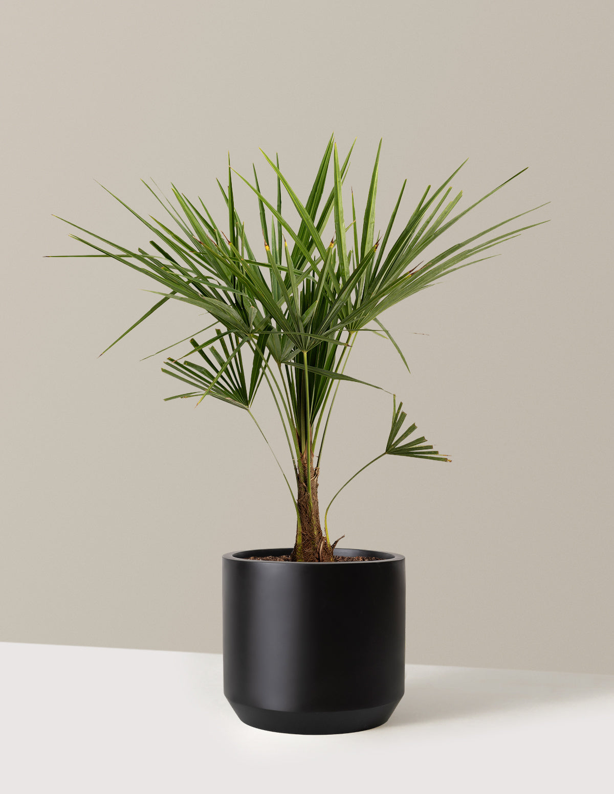 Yel Değirmeni Palmiyesi (Trachycarpus fortunei)