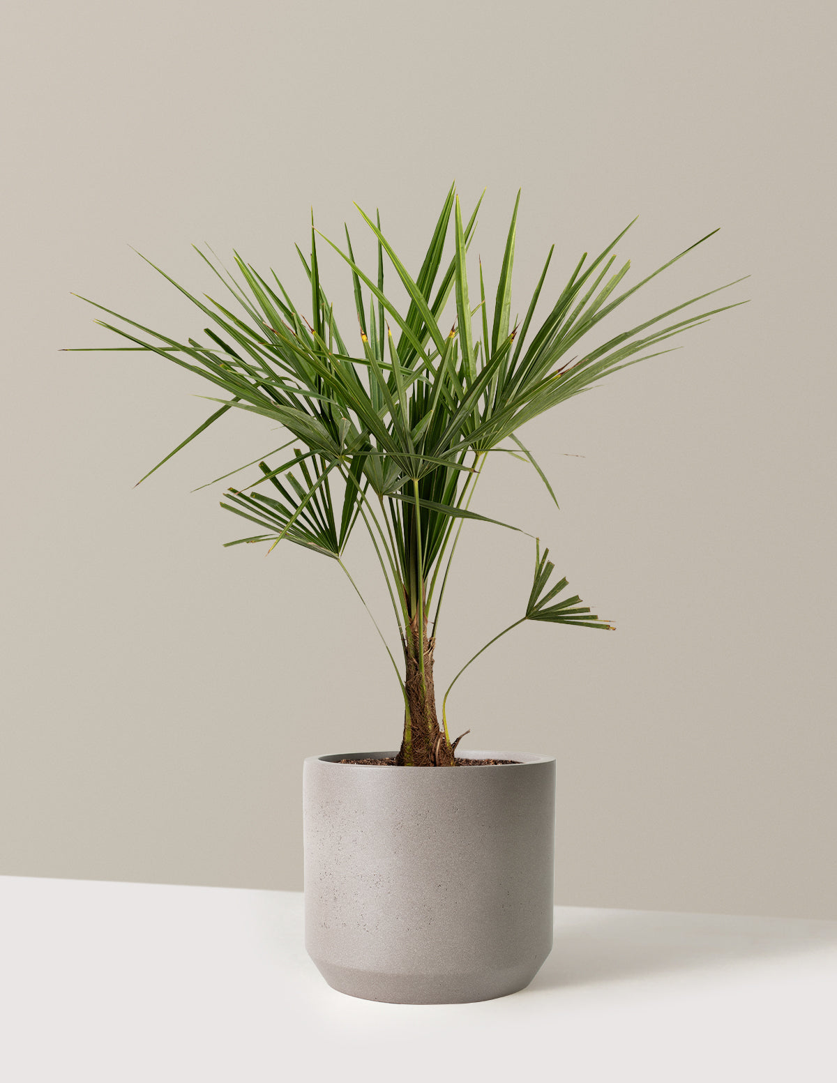 Yel Değirmeni Palmiyesi (Trachycarpus fortunei)