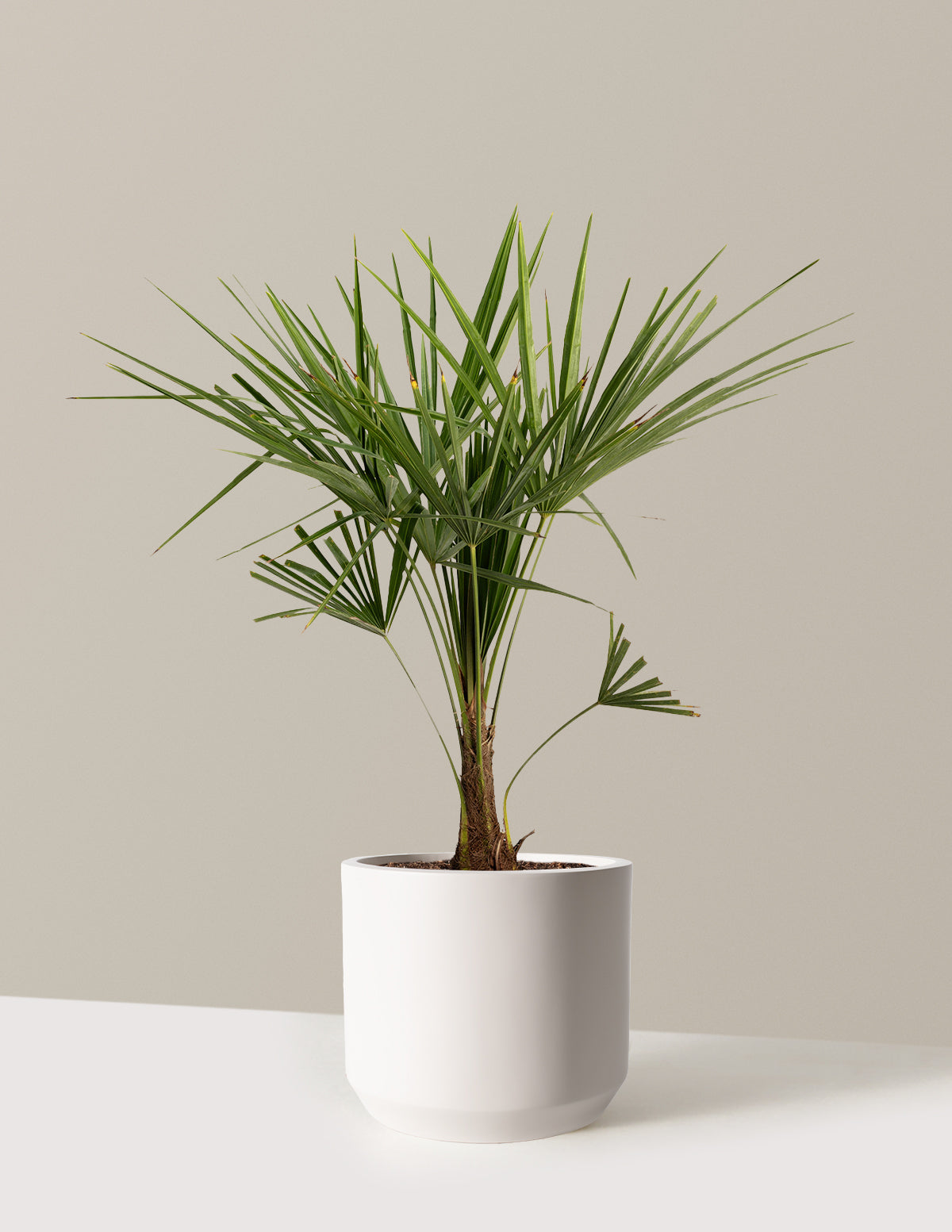 Yel Değirmeni Palmiyesi (Trachycarpus fortunei)