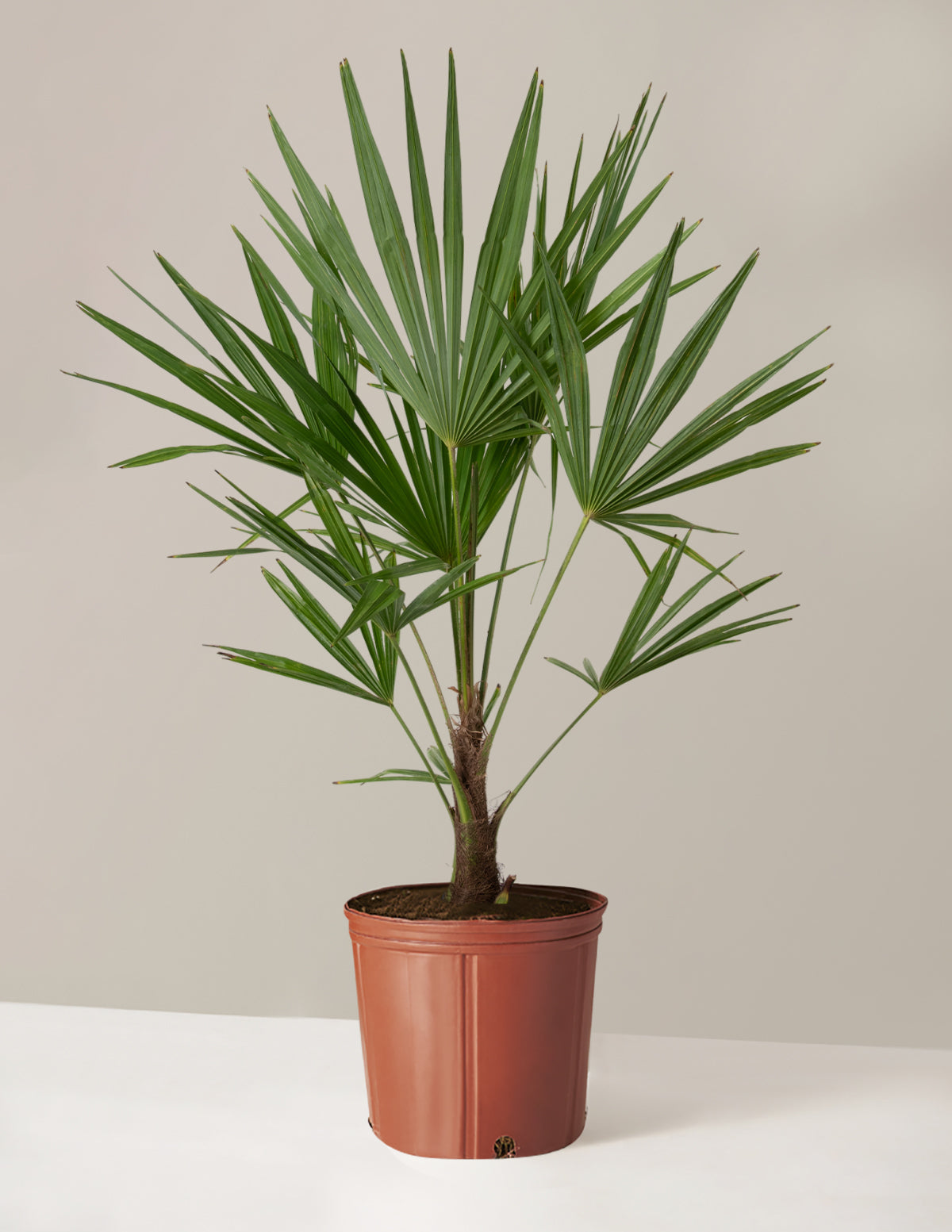 Büyük Yel Değirmeni Palmiyesi (Windmill Palm)