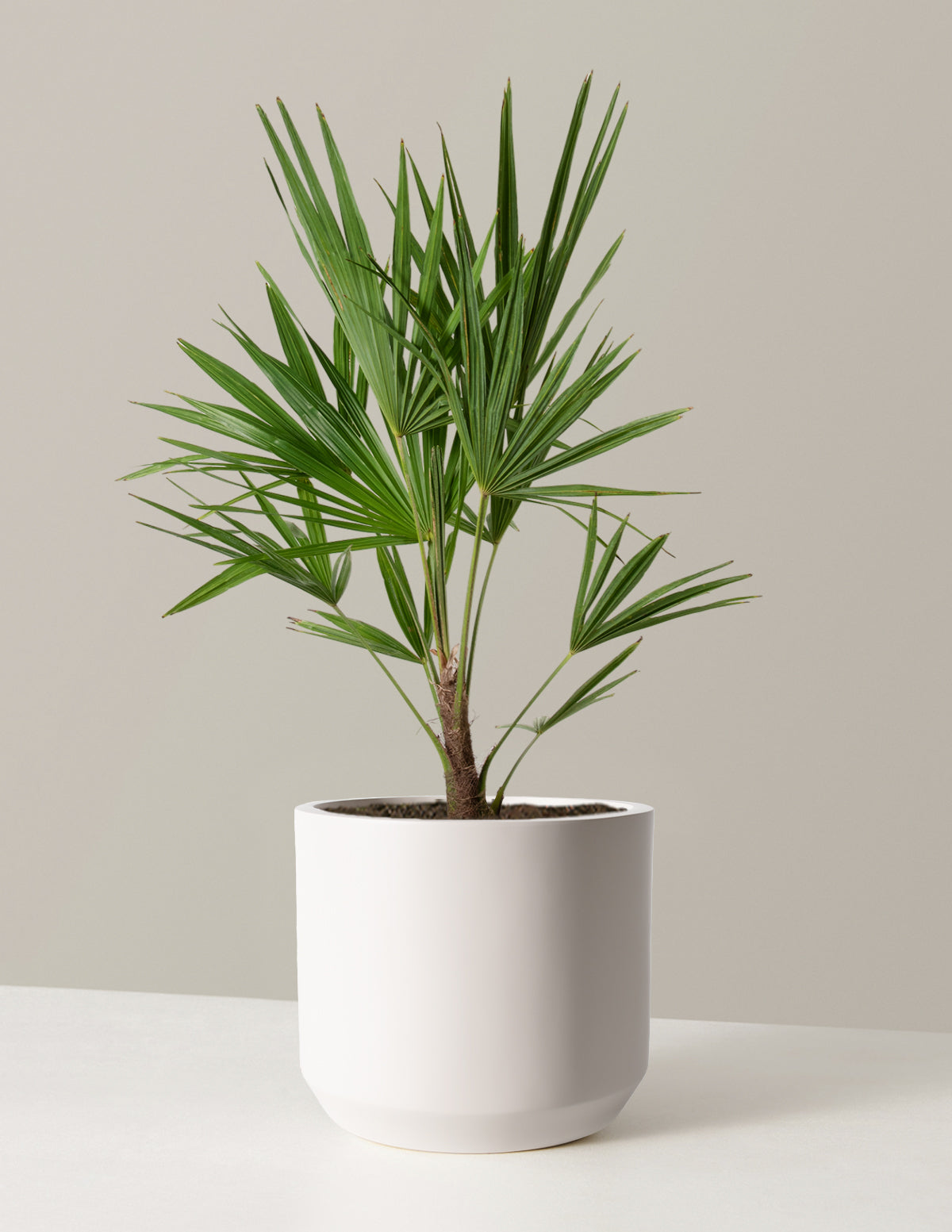Büyük Yel Değirmeni Palmiyesi (Windmill Palm)
