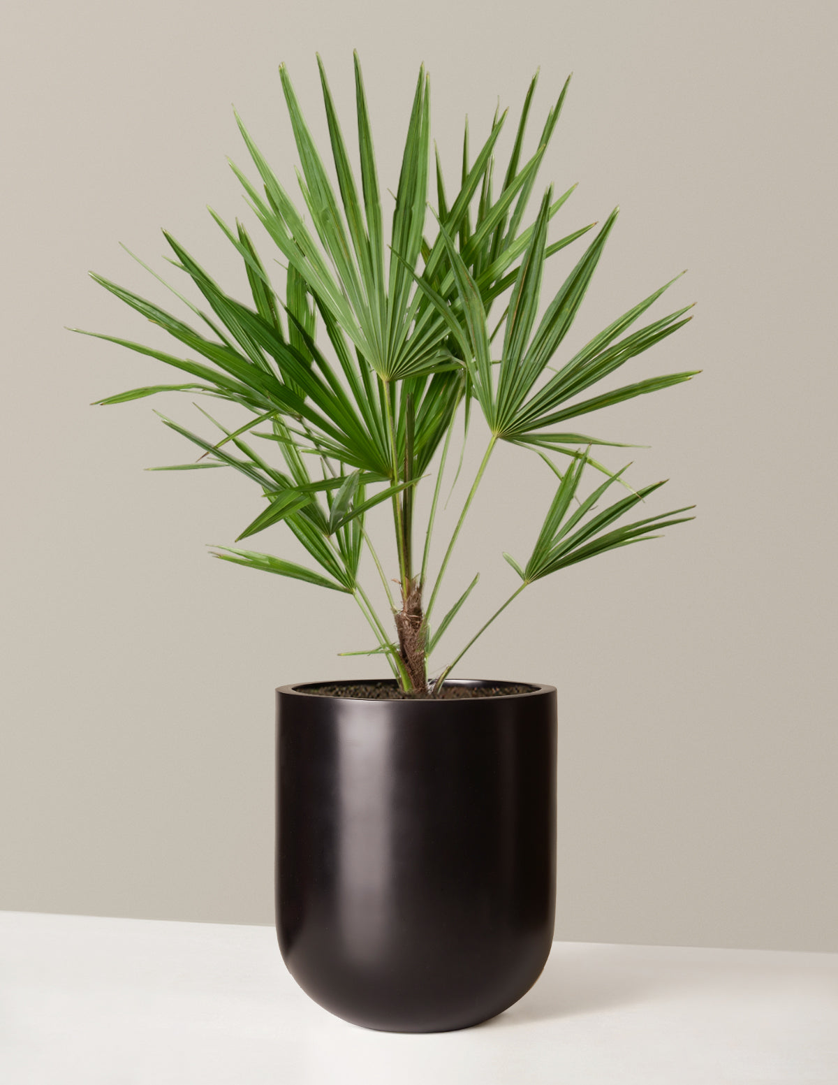 Büyük Yel Değirmeni Palmiyesi (Windmill Palm)