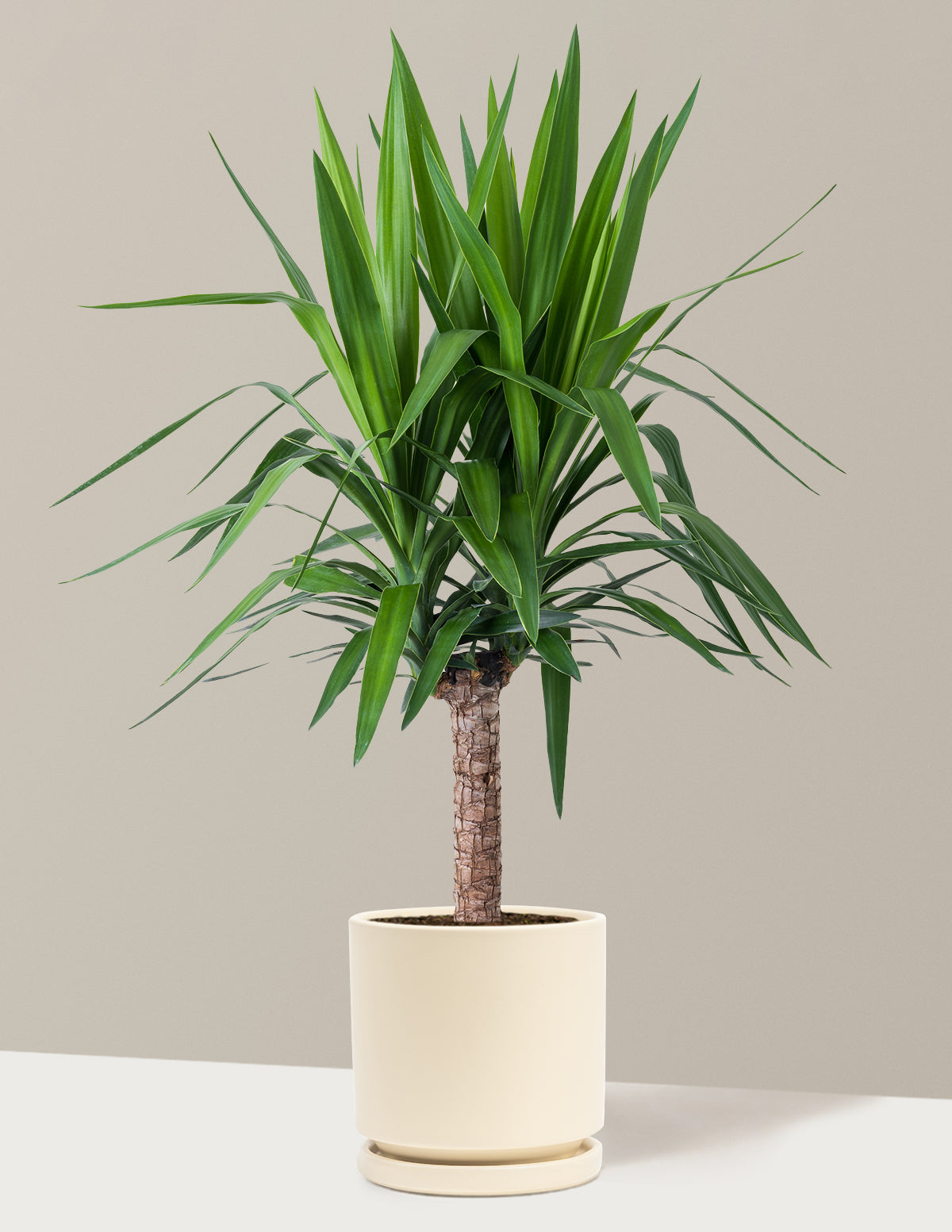 Yucca Bitkisi (Tek Gövdeli)