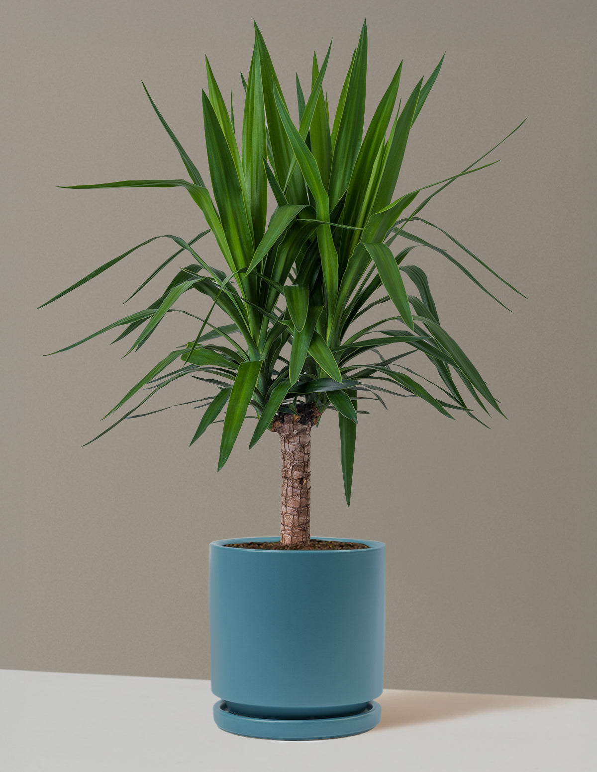 Yucca Bitkisi (Tek Gövdeli)