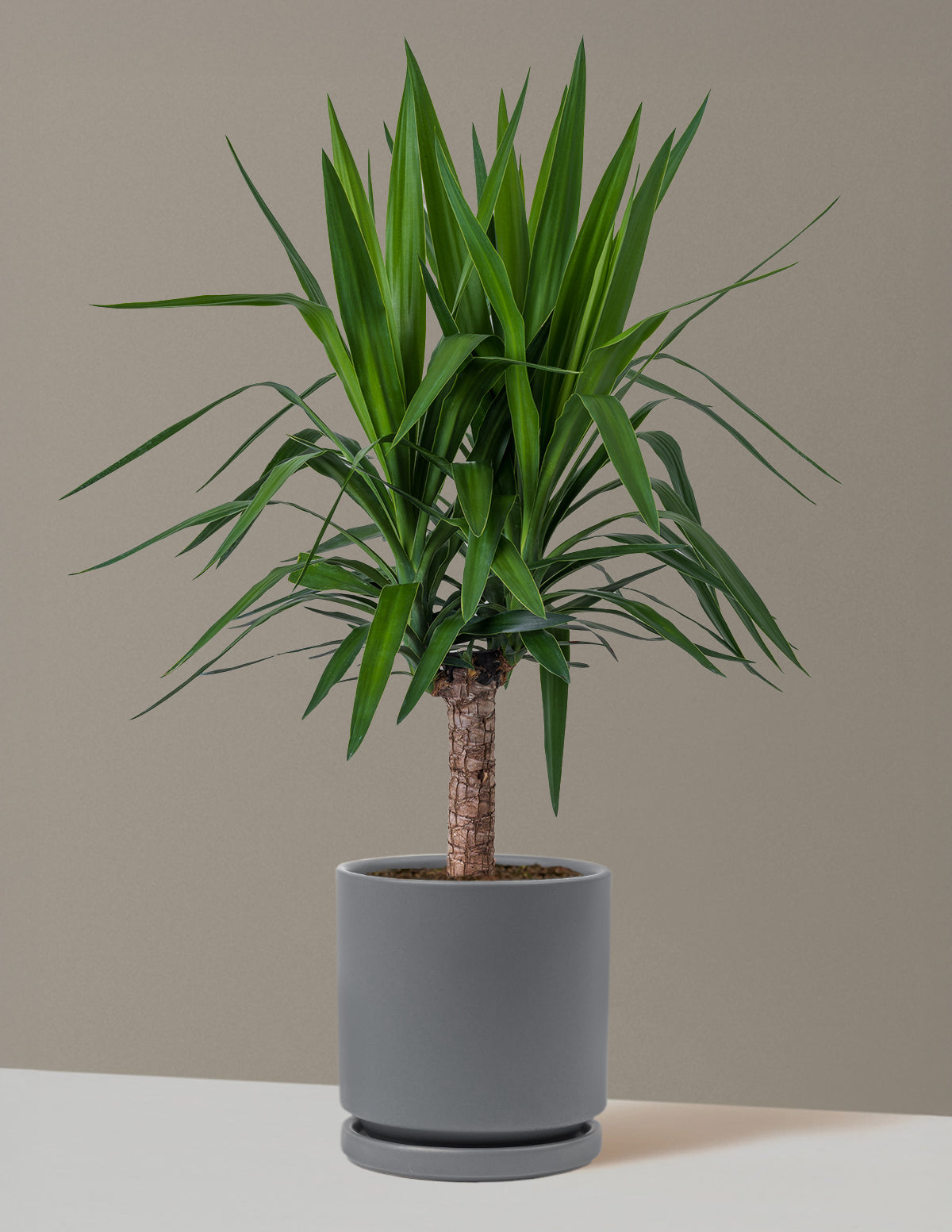 Yucca Bitkisi (Tek Gövdeli)