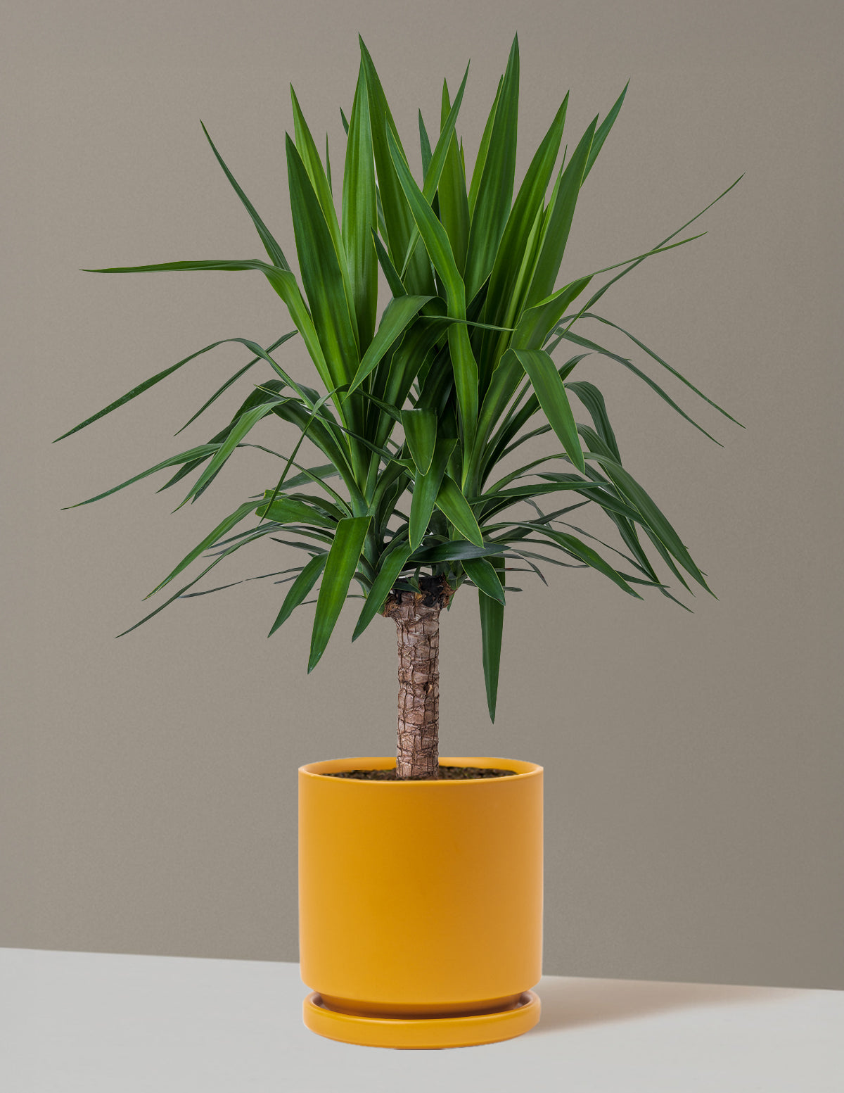 Yucca Bitkisi (Tek Gövdeli)