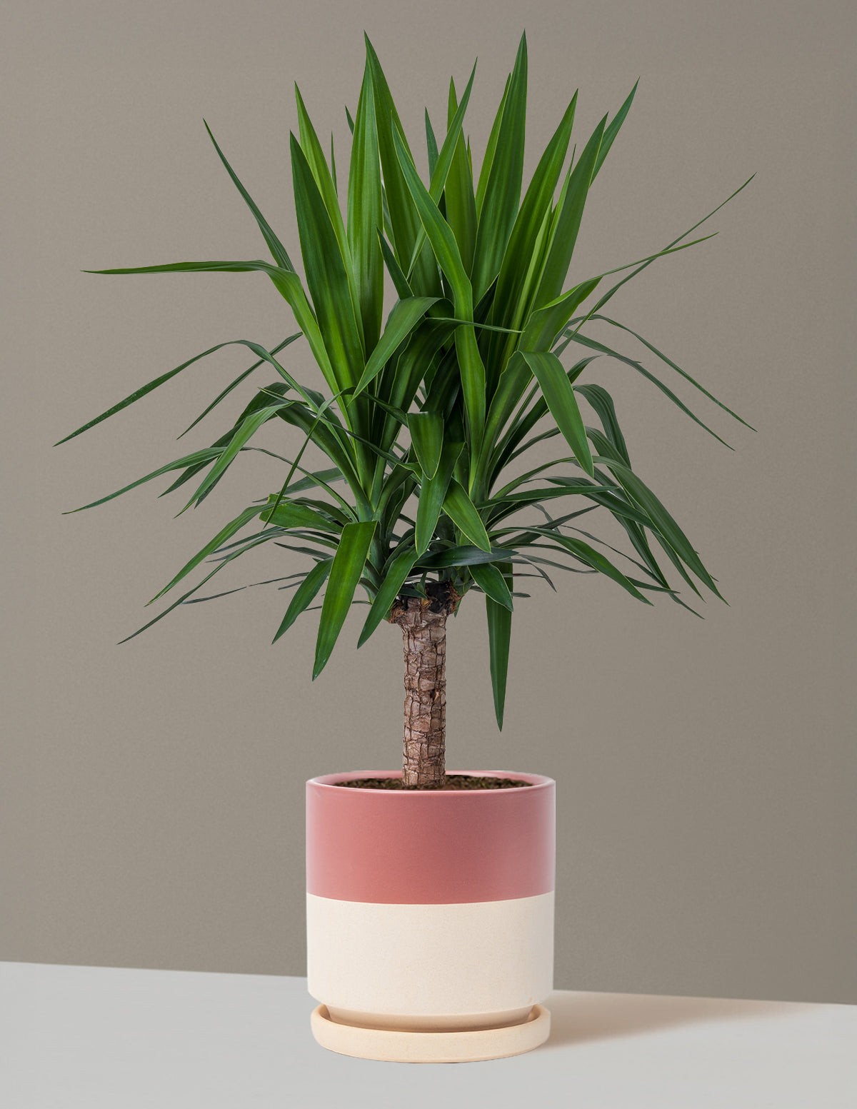 Yucca Bitkisi (Tek Gövdeli)