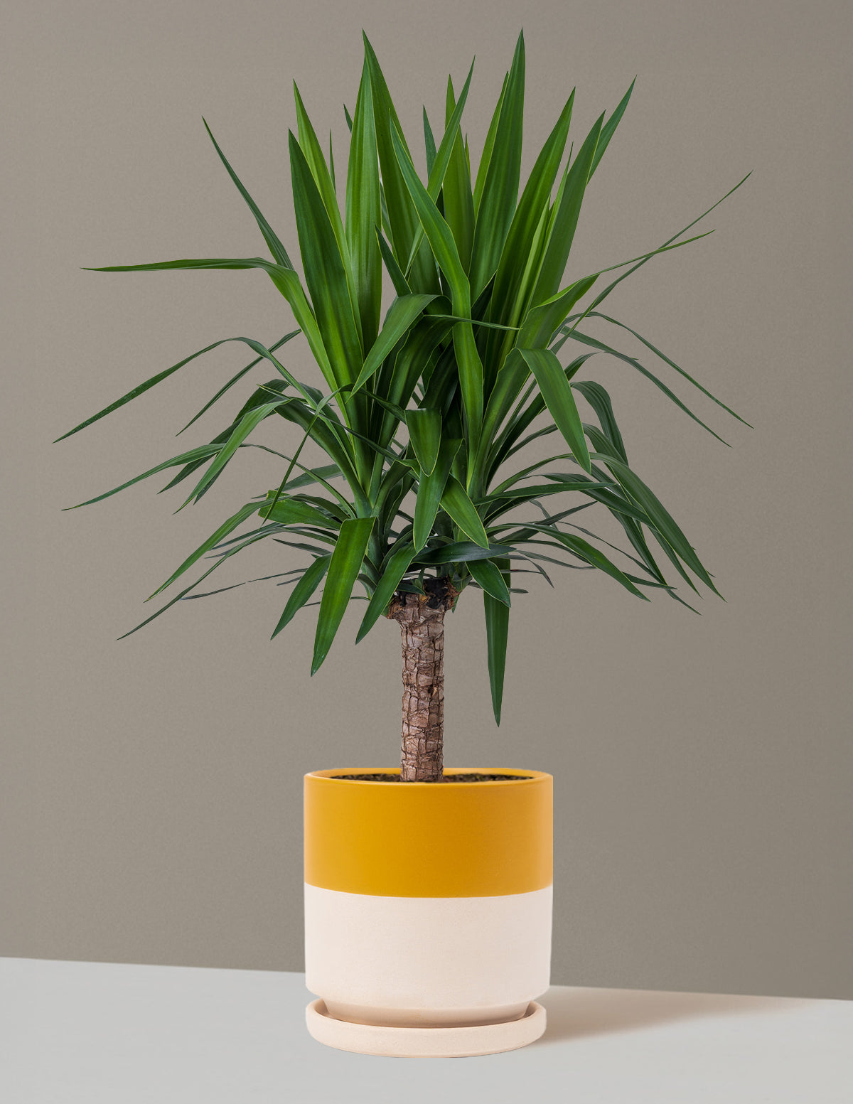 Yucca Bitkisi (Tek Gövdeli)