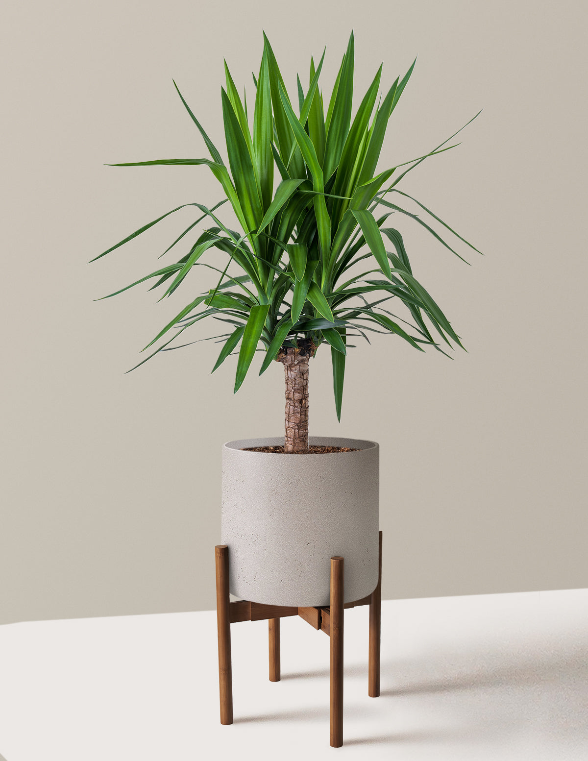 Yucca Bitkisi (Tek Gövdeli)