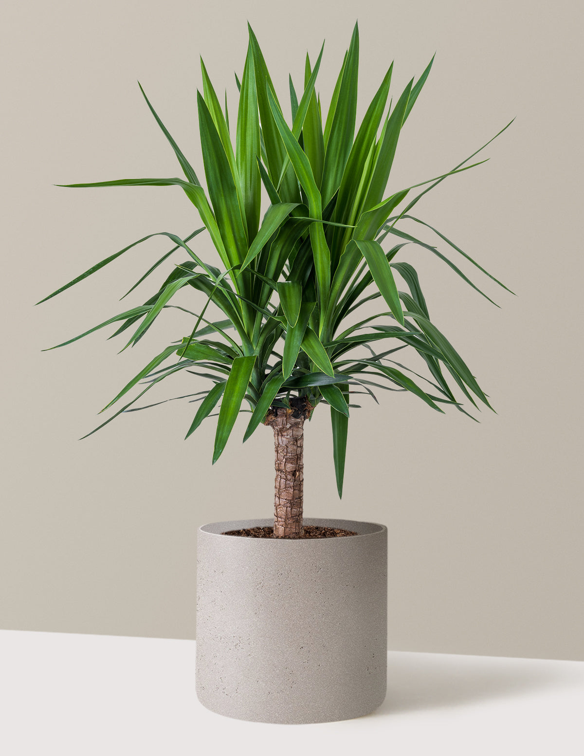 Yucca Bitkisi (Tek Gövdeli)