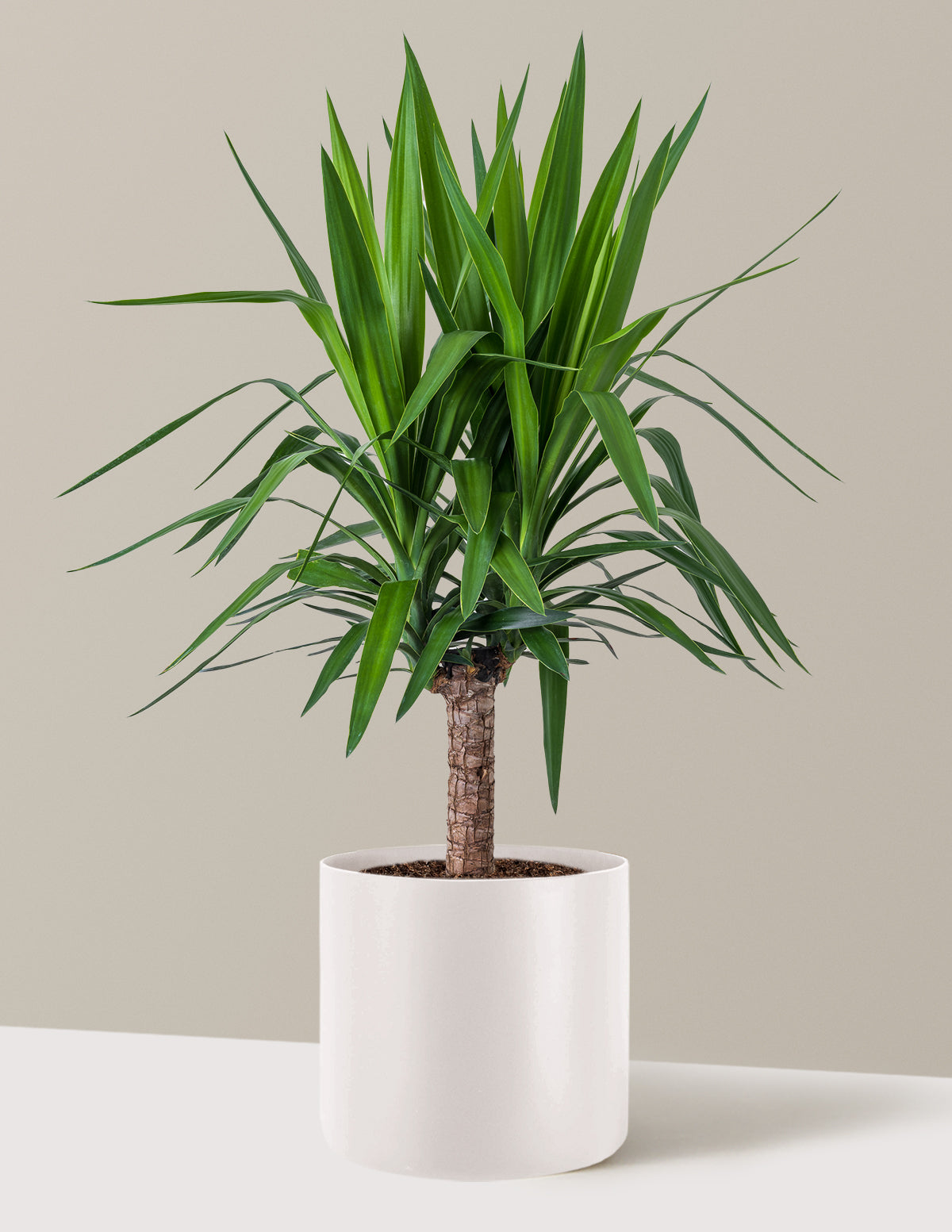 Yucca Bitkisi (Tek Gövdeli)