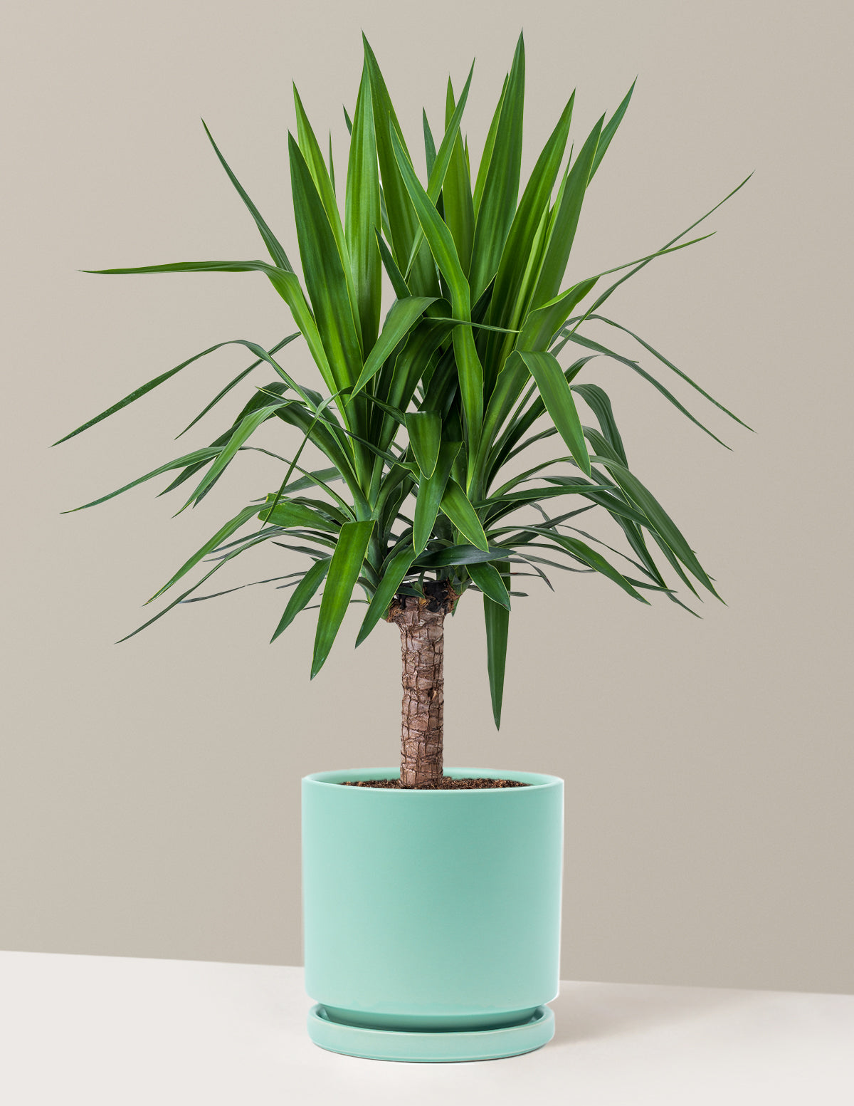 Yucca Bitkisi (Tek Gövdeli)
