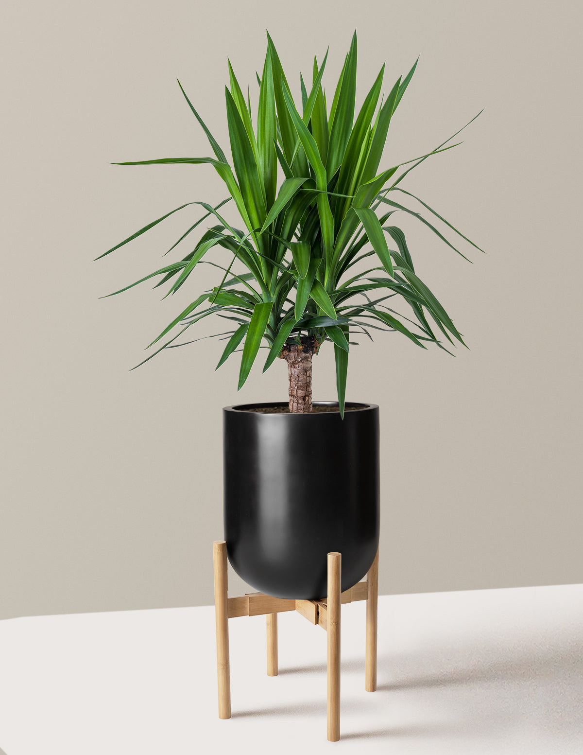 Yucca Bitkisi (Tek Gövdeli)