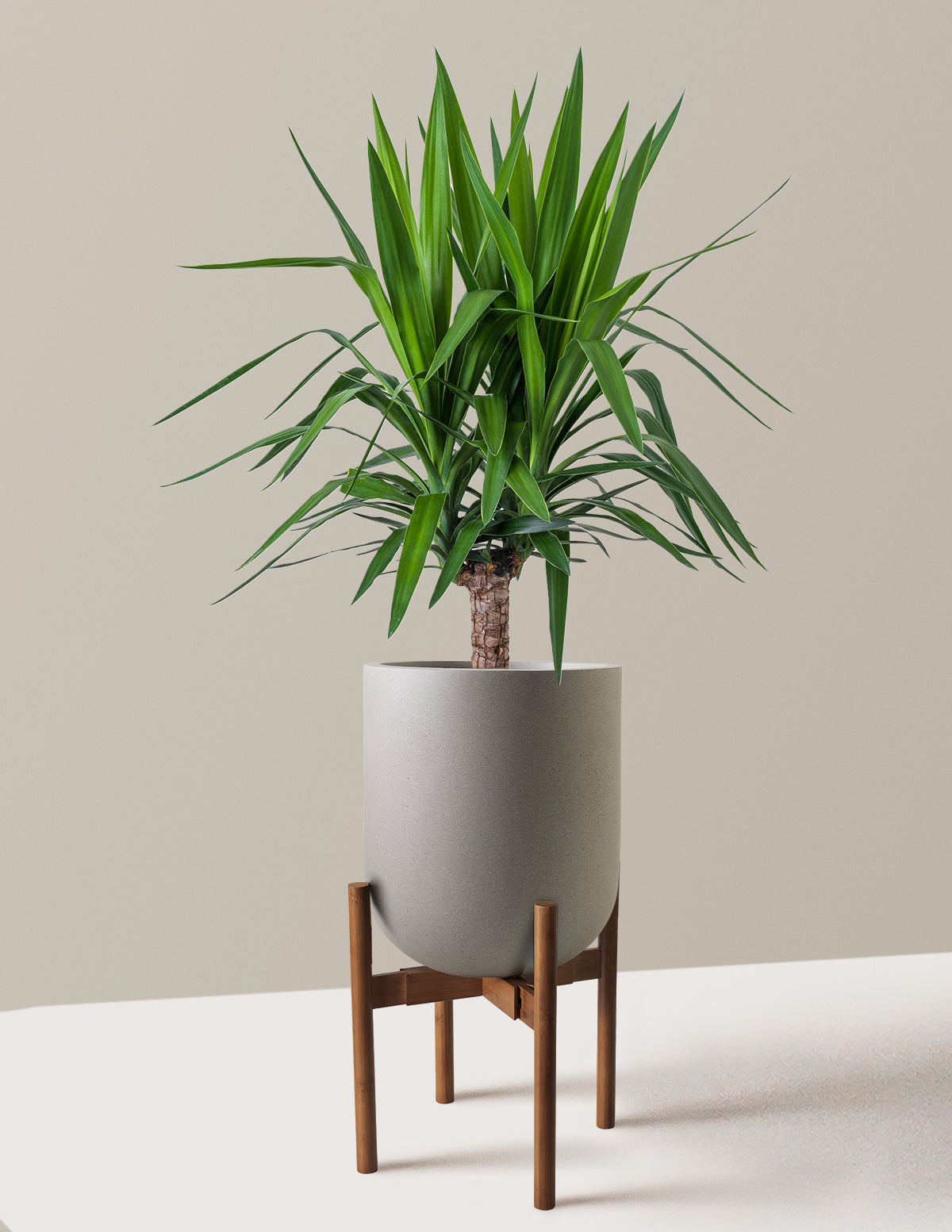 Yucca Bitkisi (Tek Gövdeli)