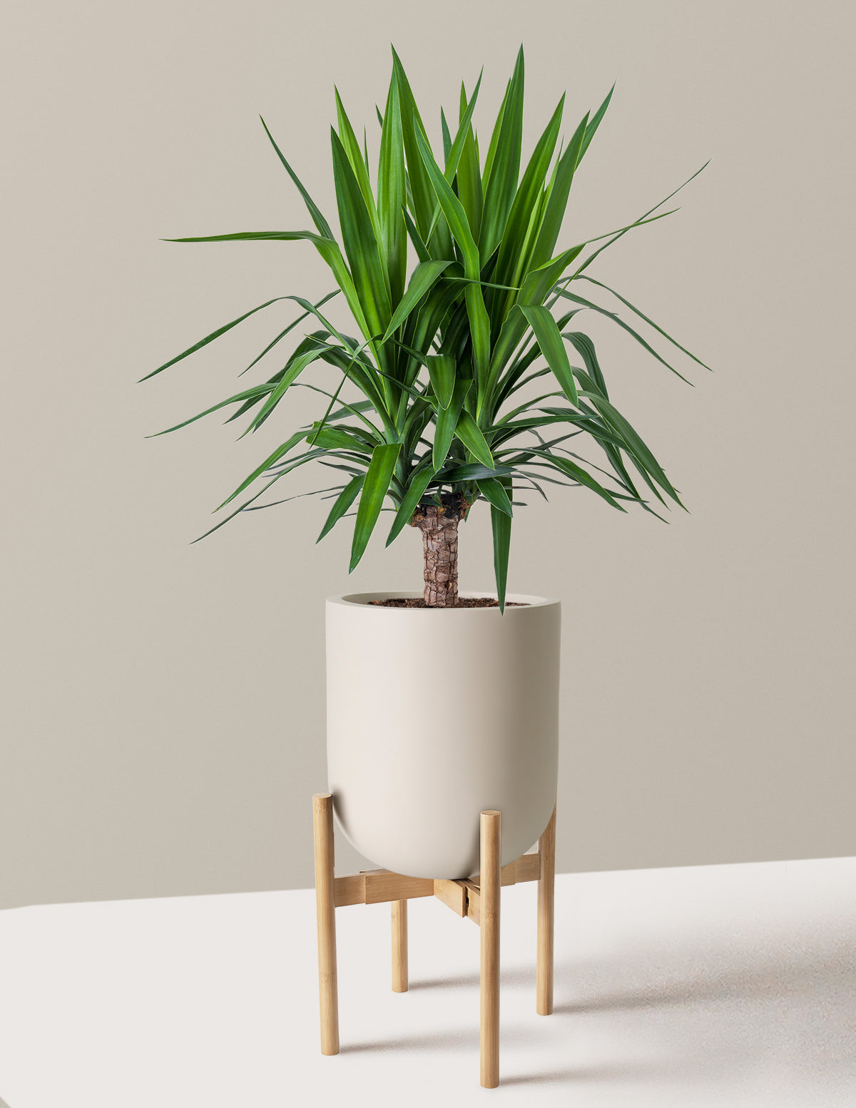 Yucca Bitkisi (Tek Gövdeli)