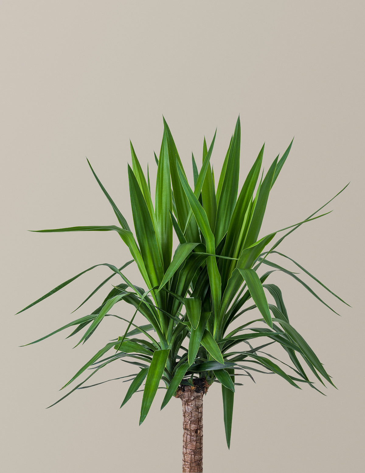 Yucca Bitkisi (Tek Gövdeli)