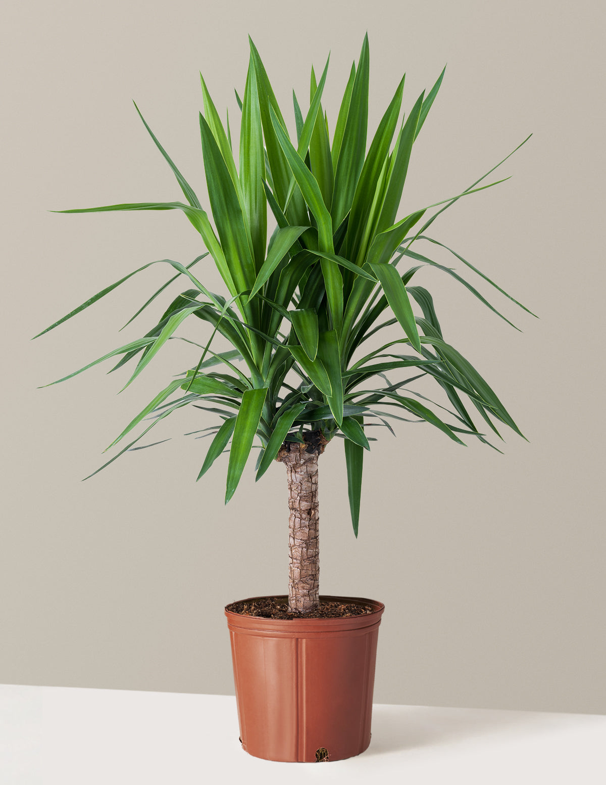 Yucca Bitkisi (Tek Gövdeli)