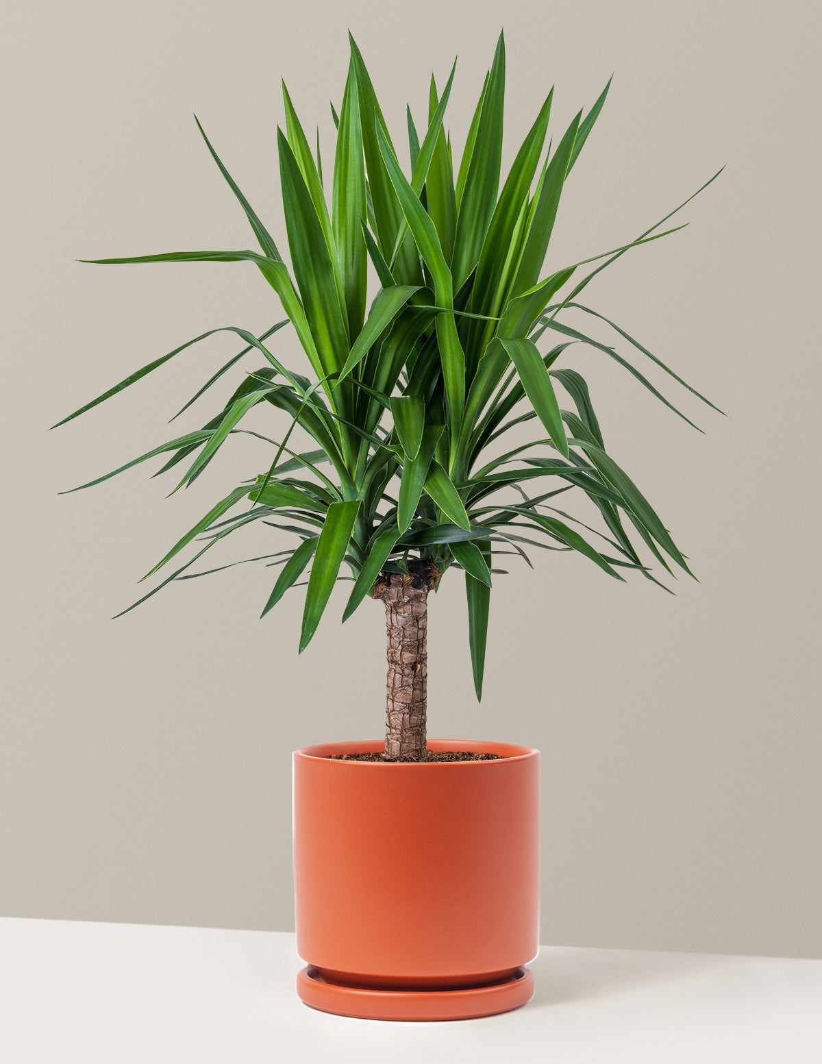 Yucca Bitkisi (Tek Gövdeli)