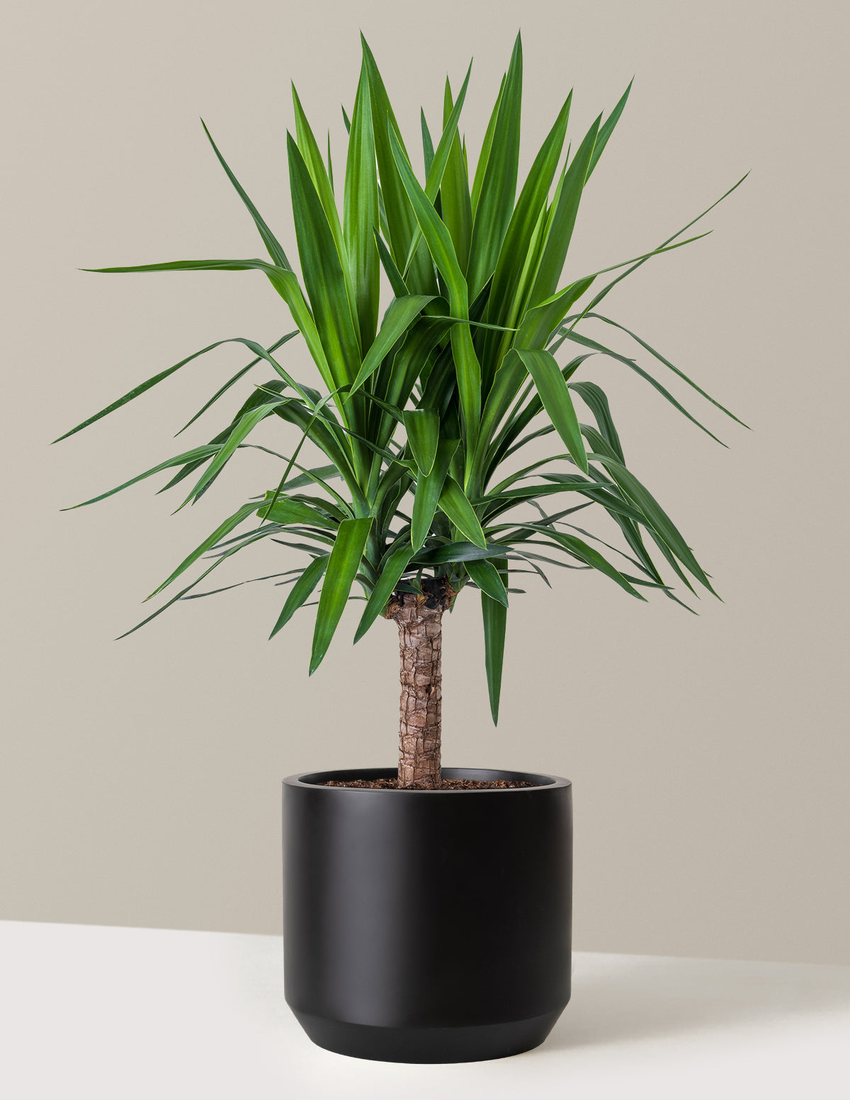 Yucca Bitkisi (Tek Gövdeli)