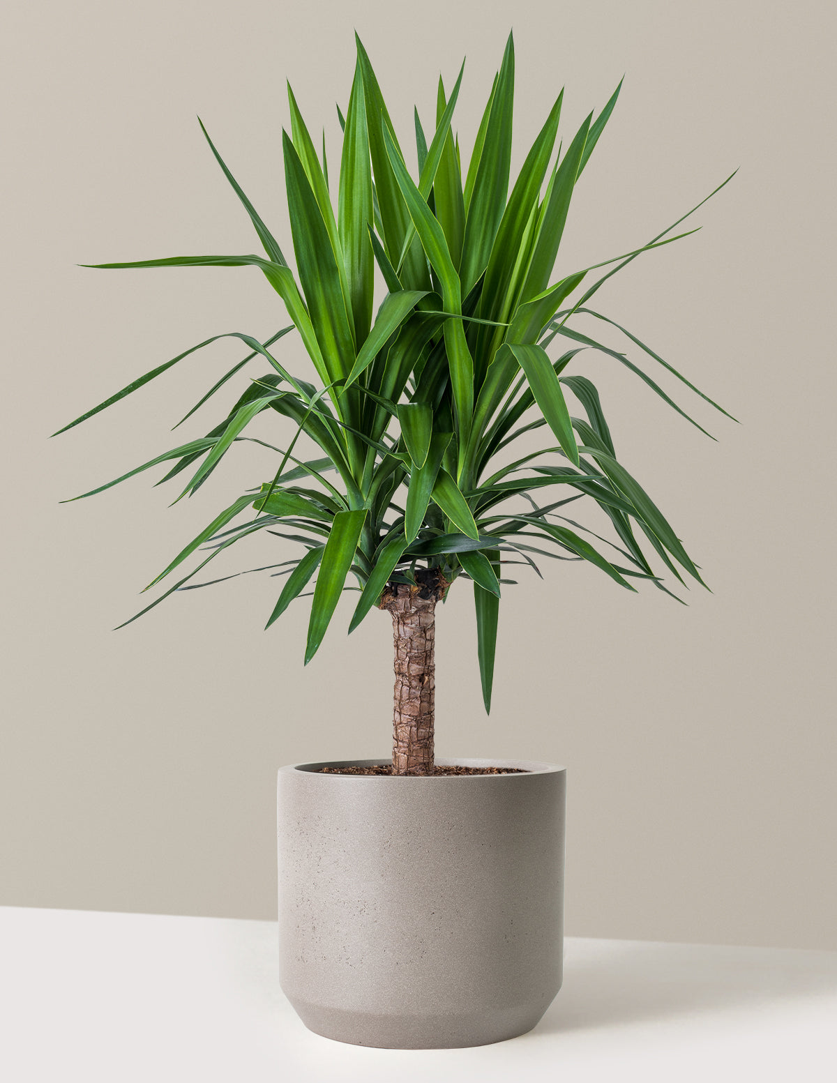 Yucca Bitkisi (Tek Gövdeli)