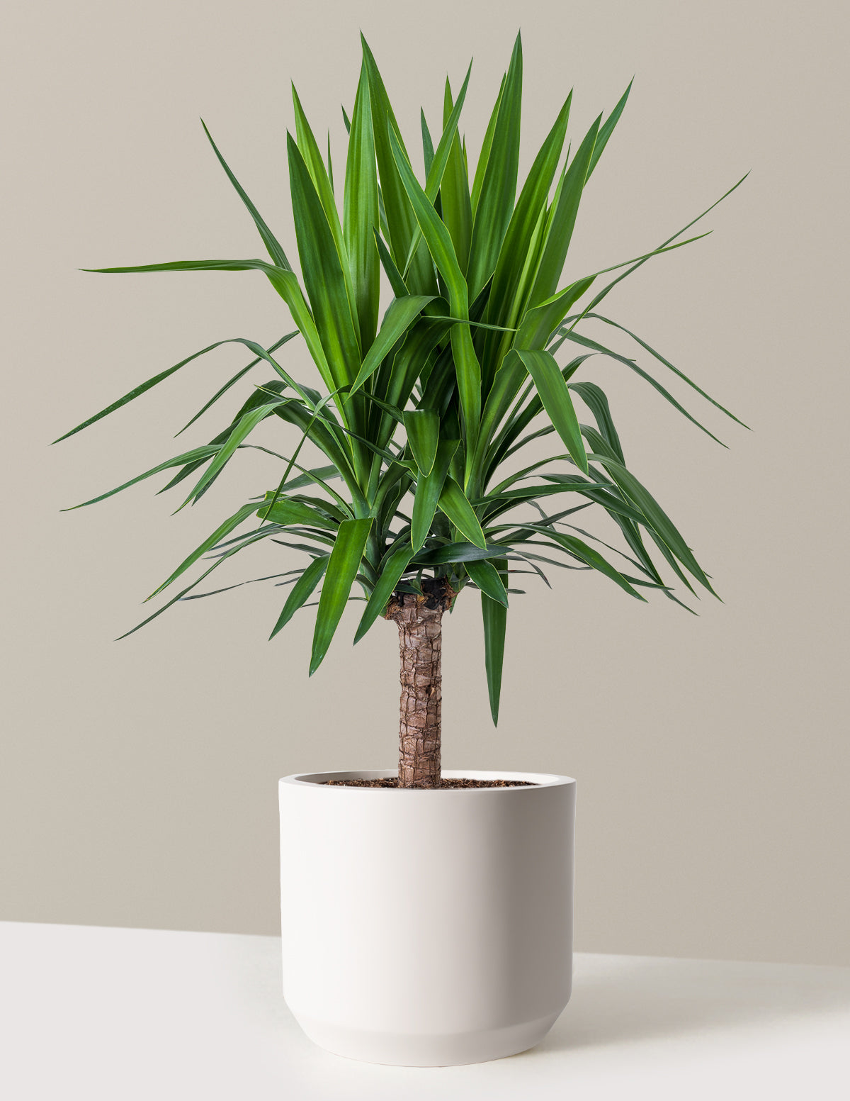 Yucca Bitkisi (Tek Gövdeli)