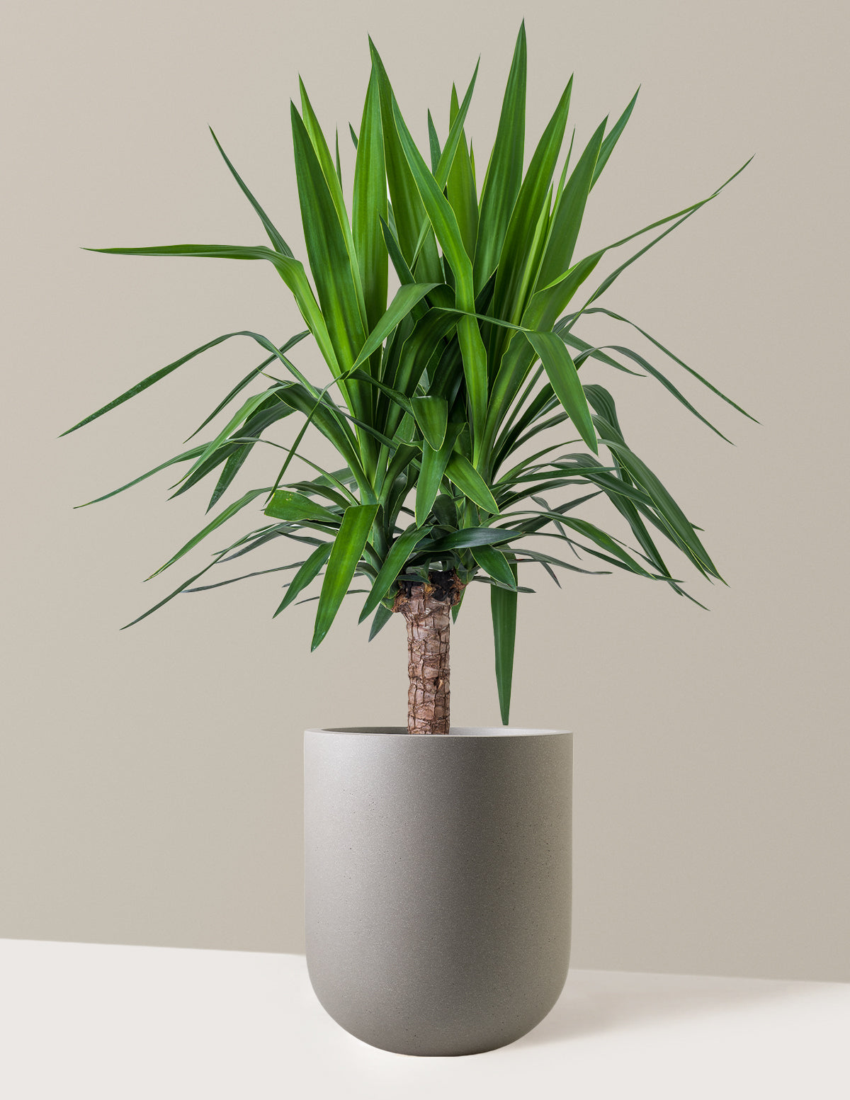 Yucca Bitkisi (Tek Gövdeli)