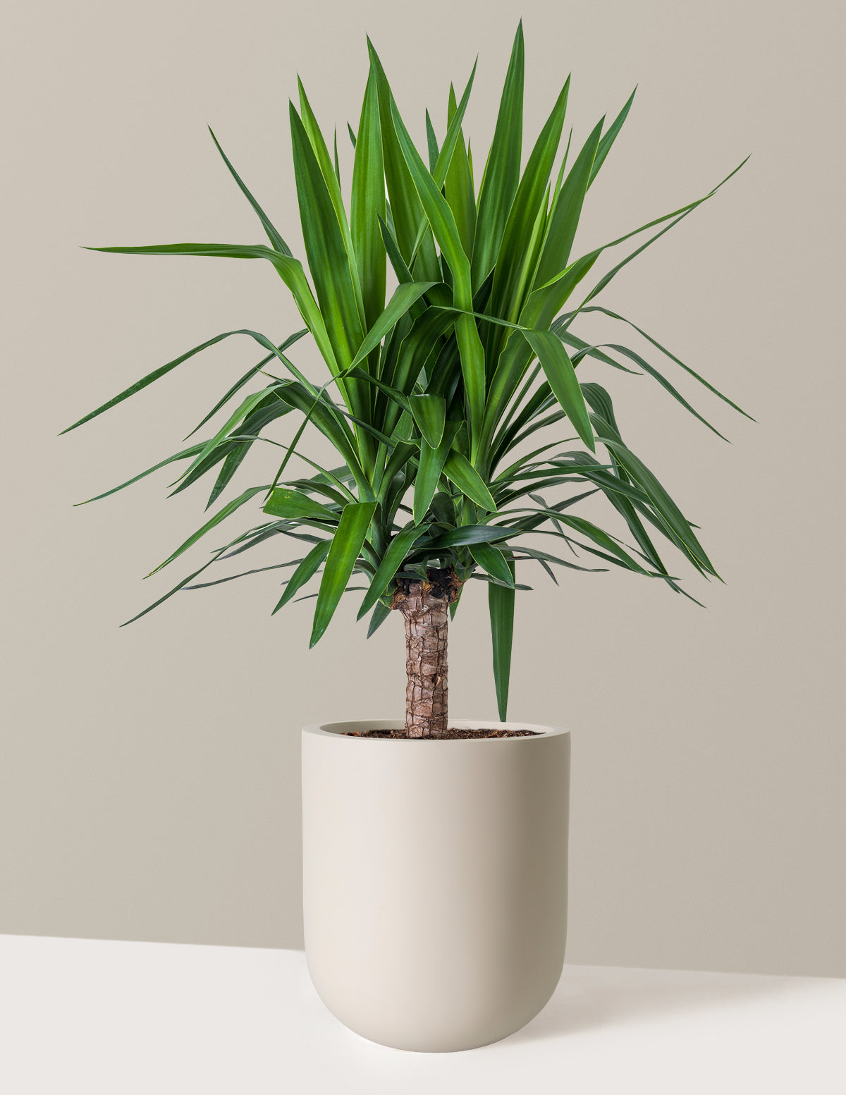 Yucca Bitkisi (Tek Gövdeli)