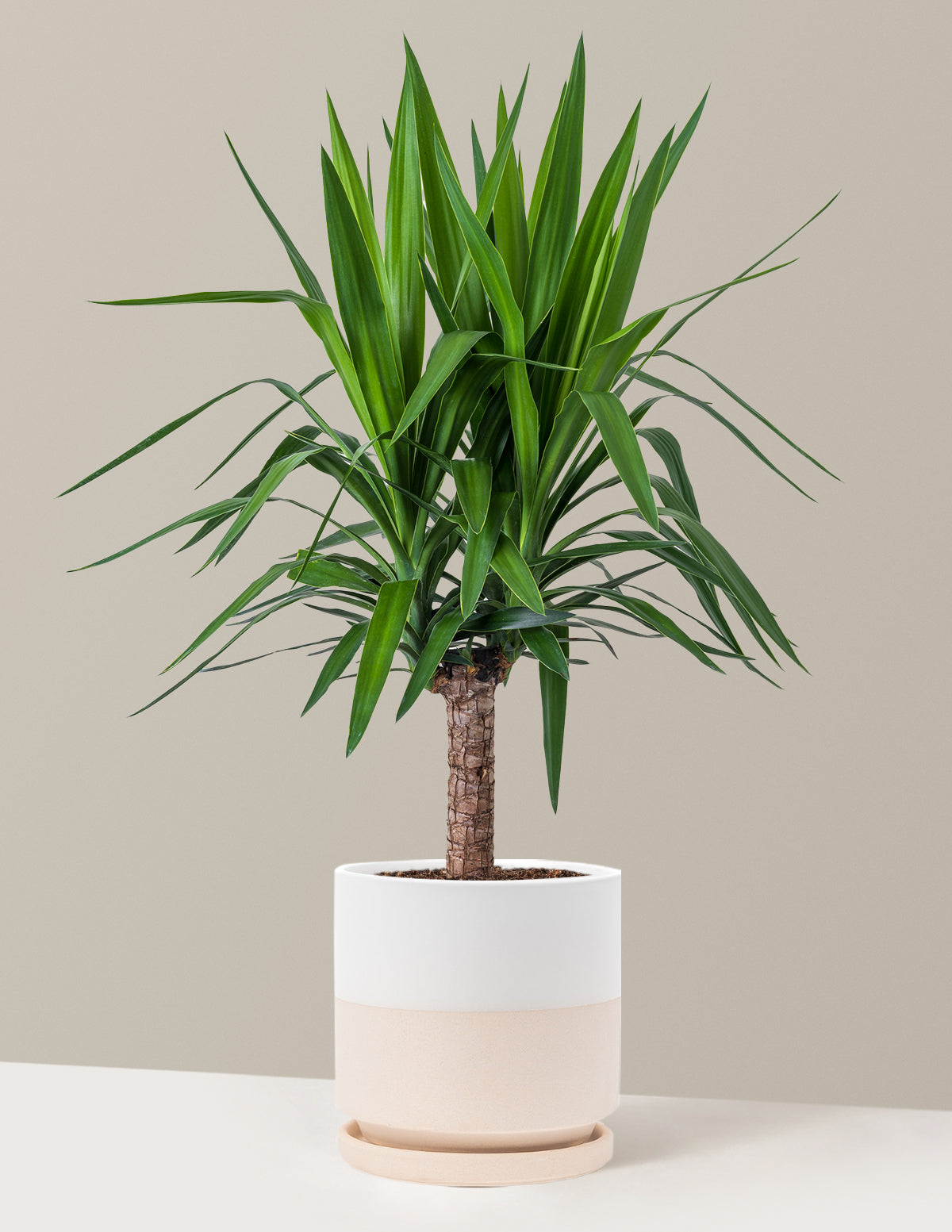 Yucca Bitkisi (Tek Gövdeli)