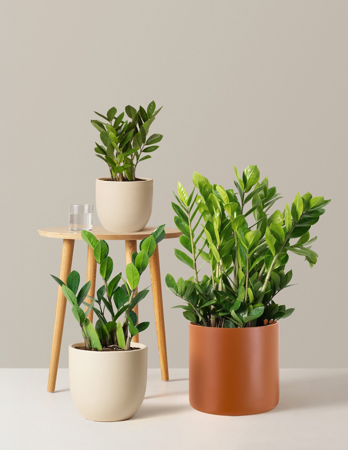 ZZ Bitkisi (Zamioculcas zamiifolia)