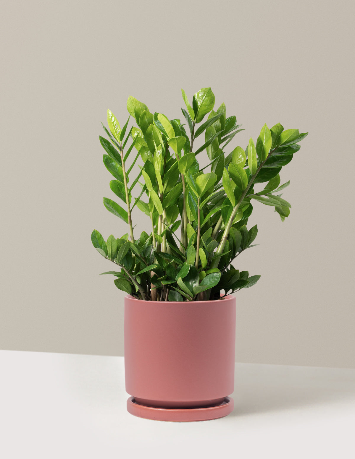 ZZ Bitkisi (Zamioculcas zamiifolia)