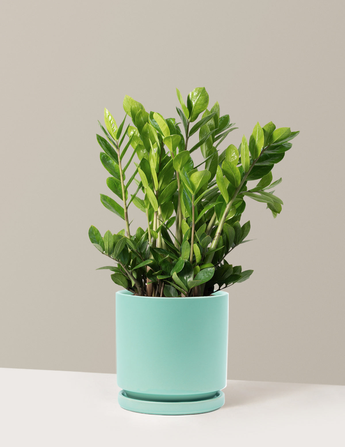 ZZ Bitkisi (Zamioculcas zamiifolia)