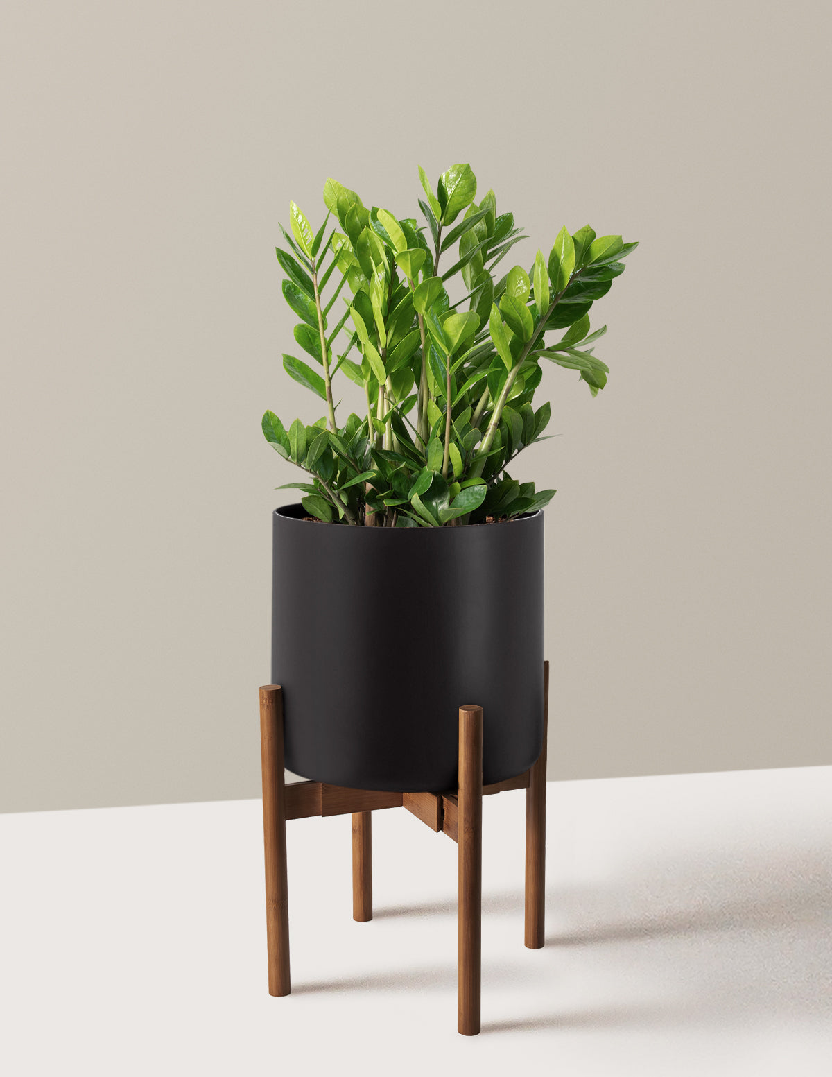ZZ Bitkisi (Zamioculcas zamiifolia)