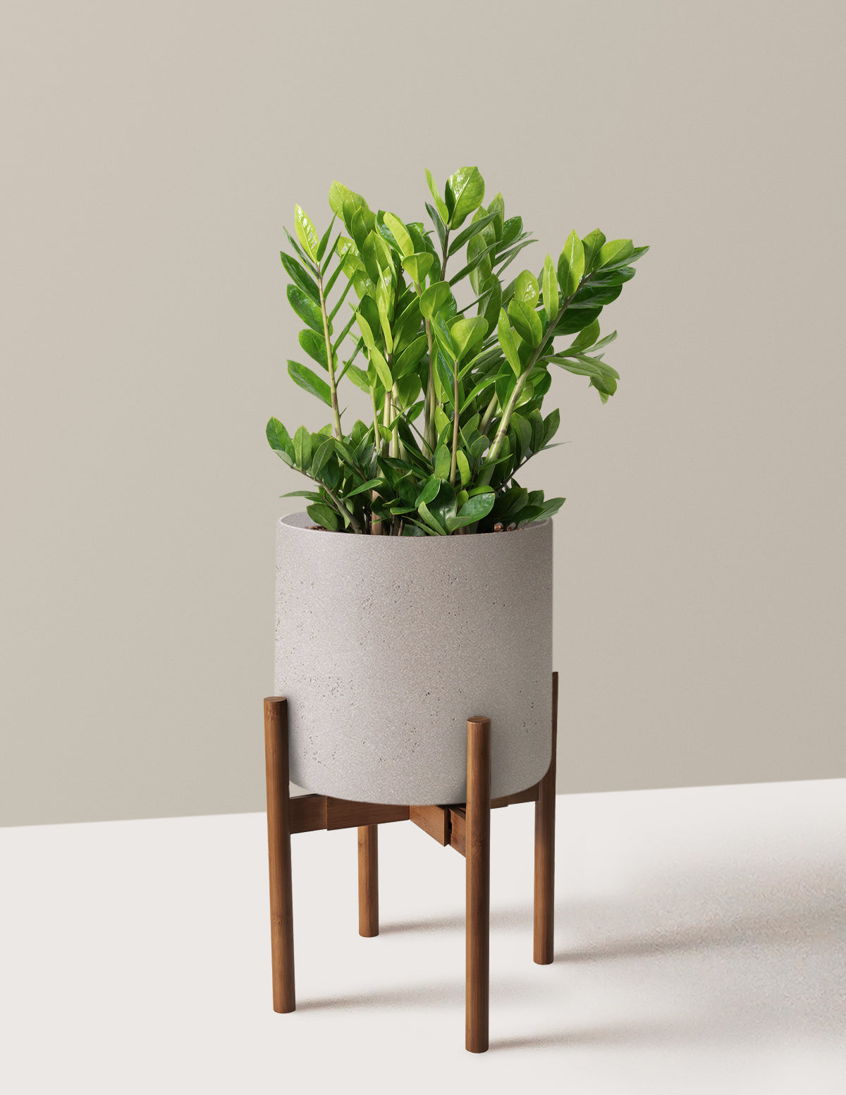 ZZ Bitkisi (Zamioculcas zamiifolia)