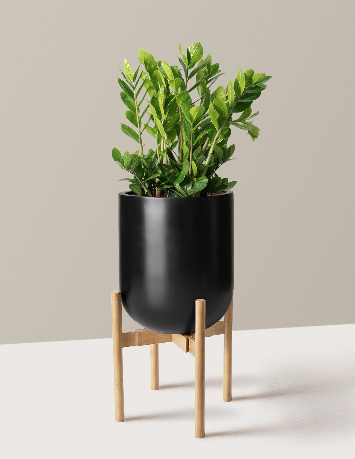 ZZ Bitkisi (Zamioculcas zamiifolia)