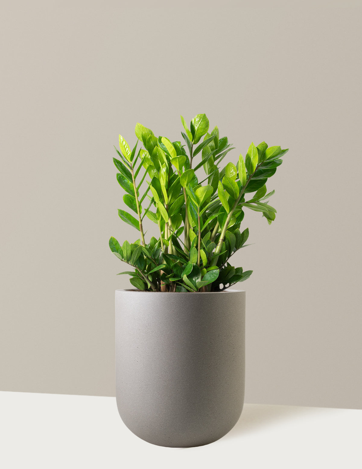 ZZ Bitkisi (Zamioculcas zamiifolia)