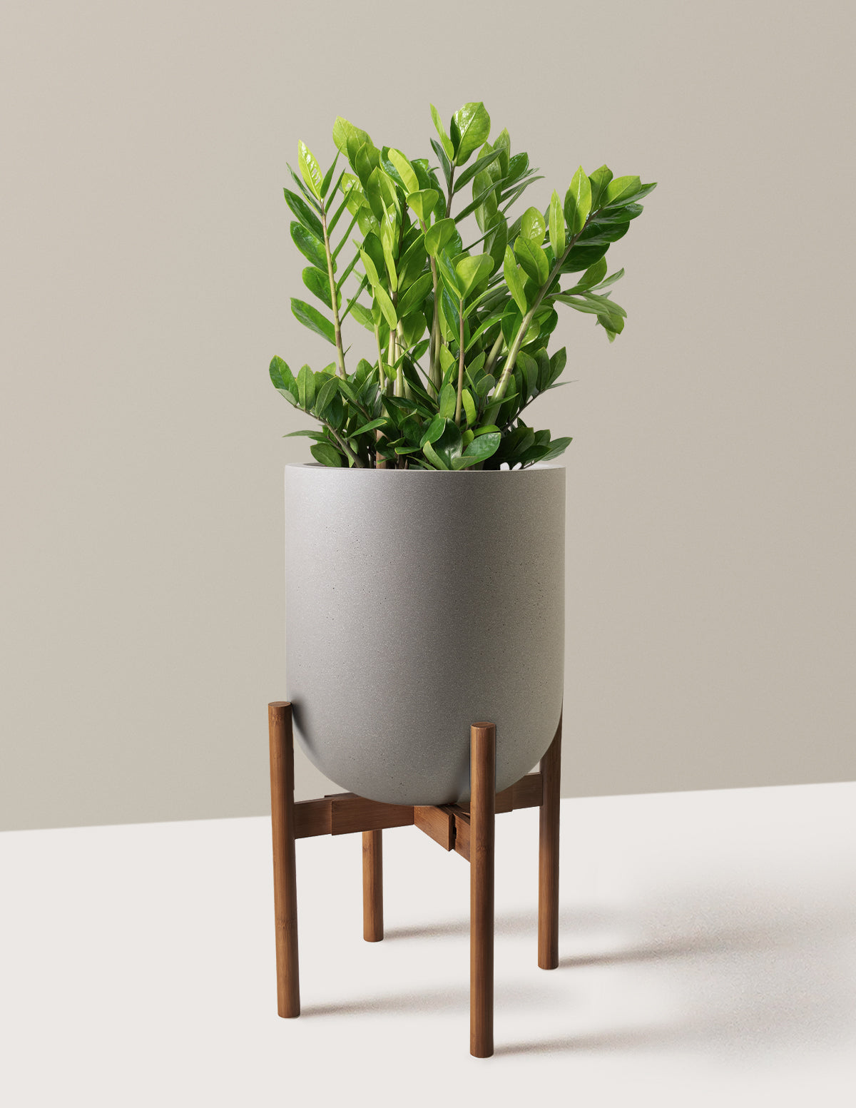 ZZ Bitkisi (Zamioculcas zamiifolia)