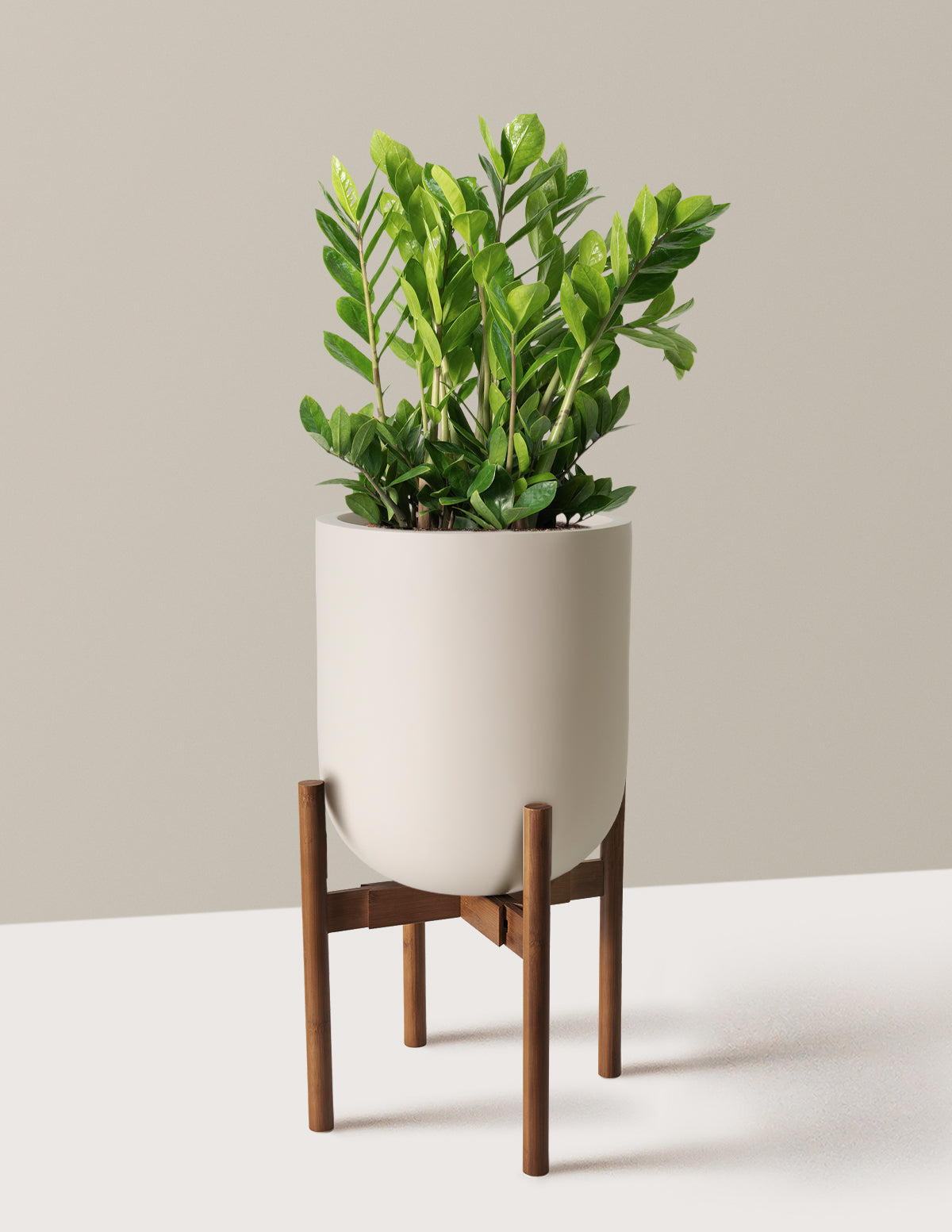 ZZ Bitkisi (Zamioculcas zamiifolia)